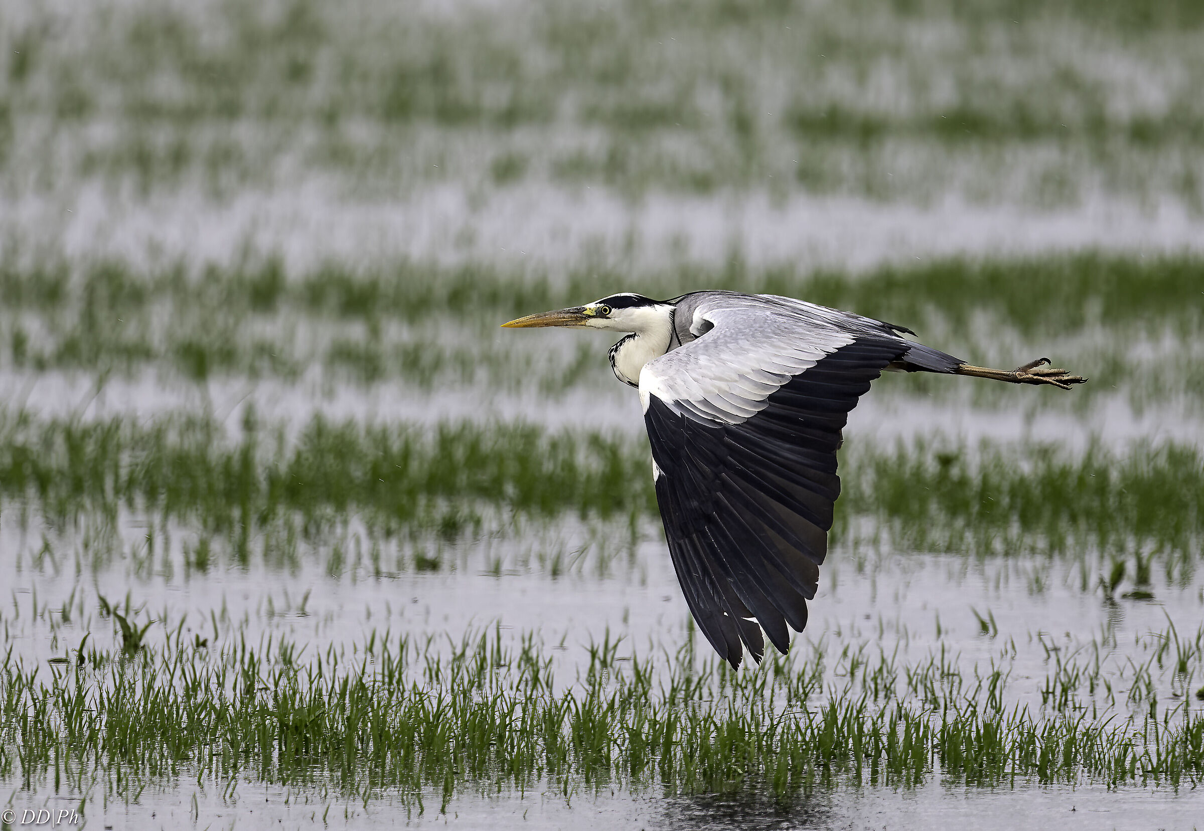 Grey heron
