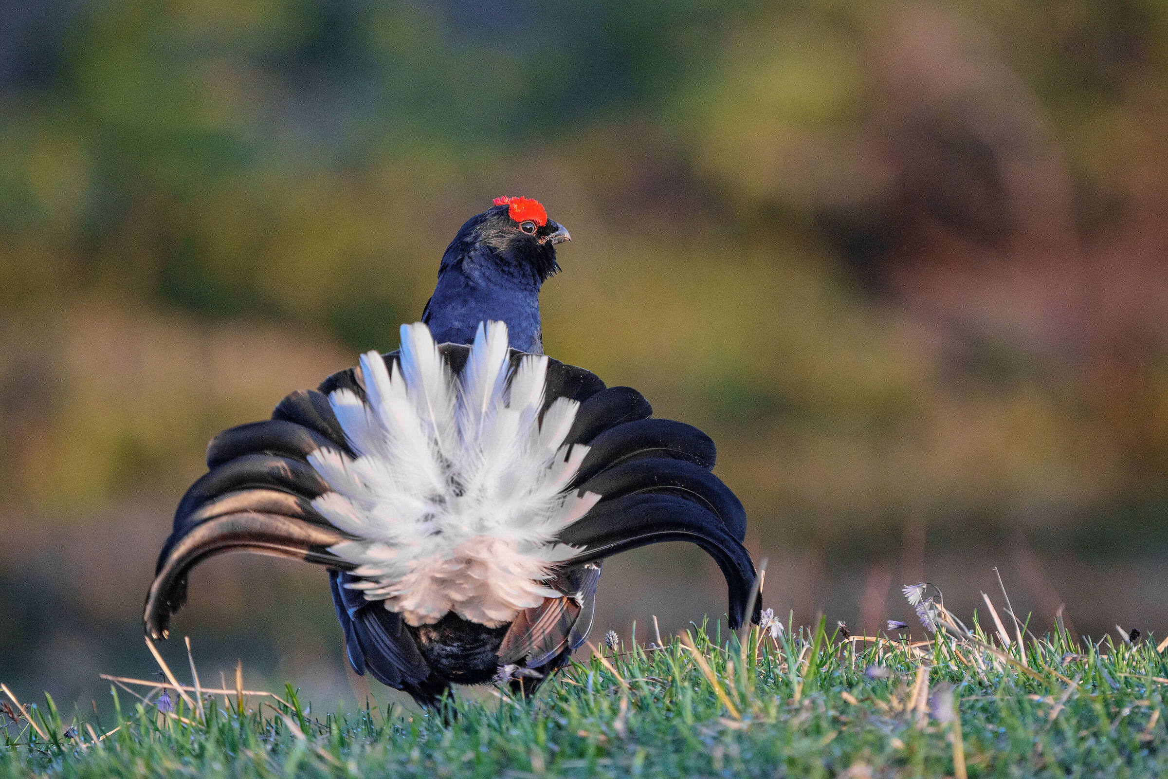 Black grouse 2023