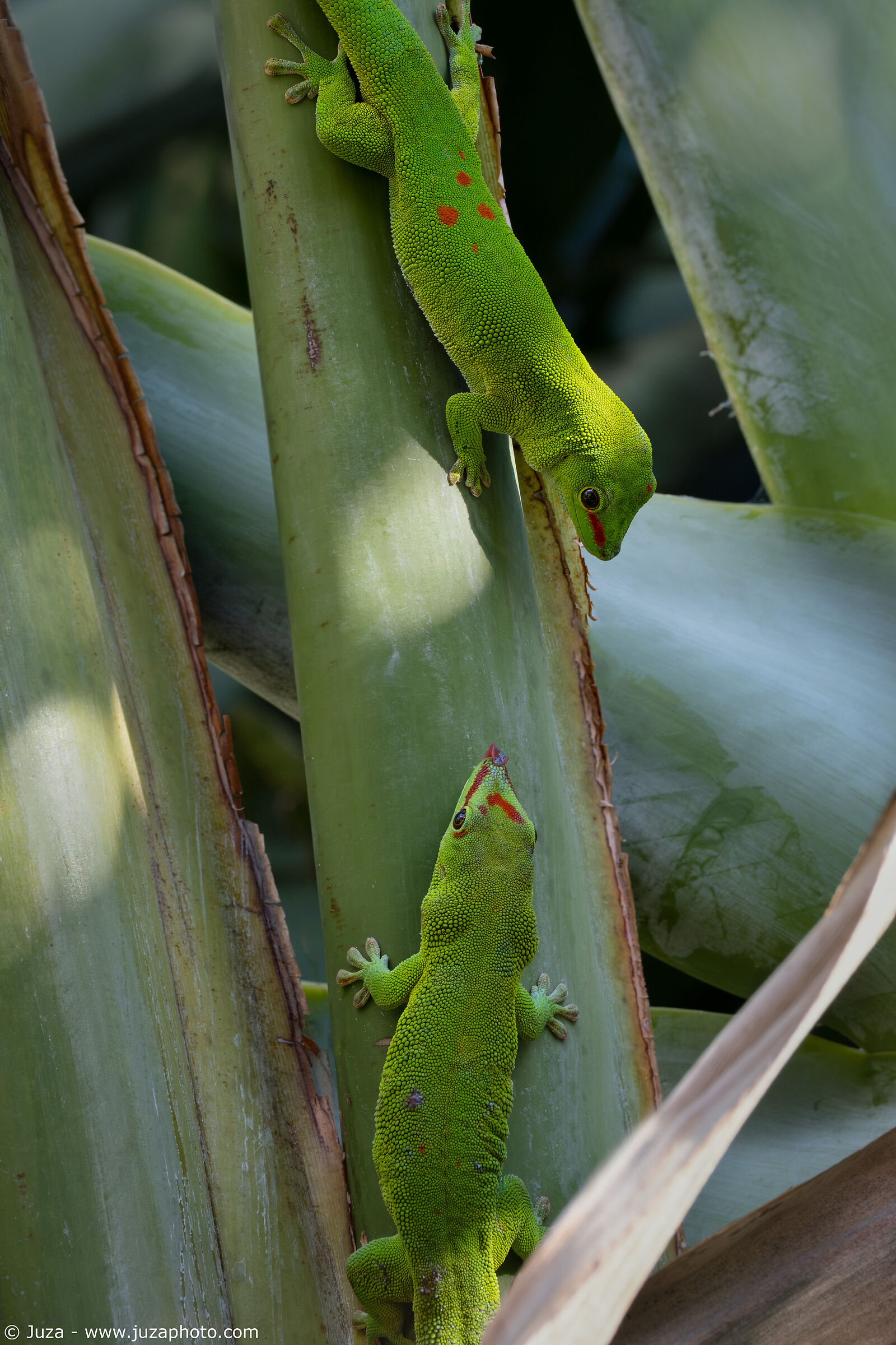 L'incontro tra due gechi, Phelsuma grandis