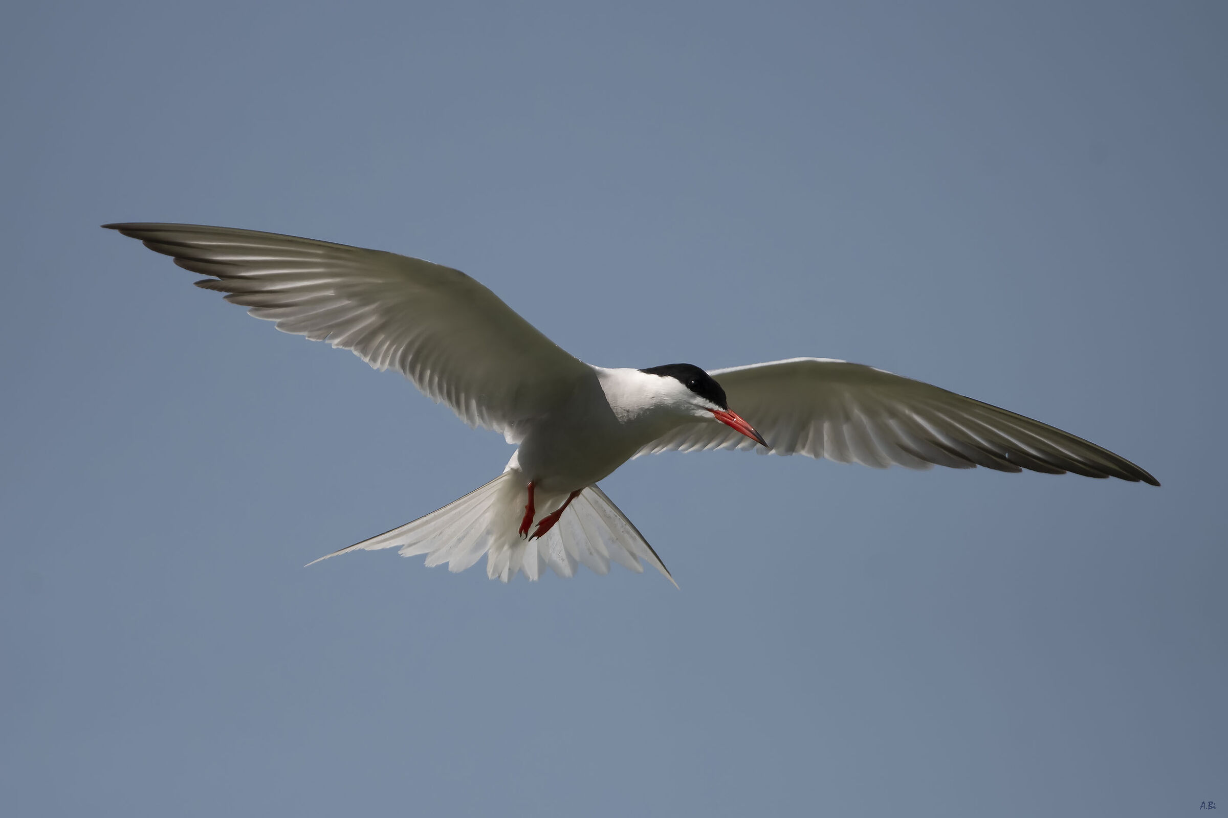Common tern