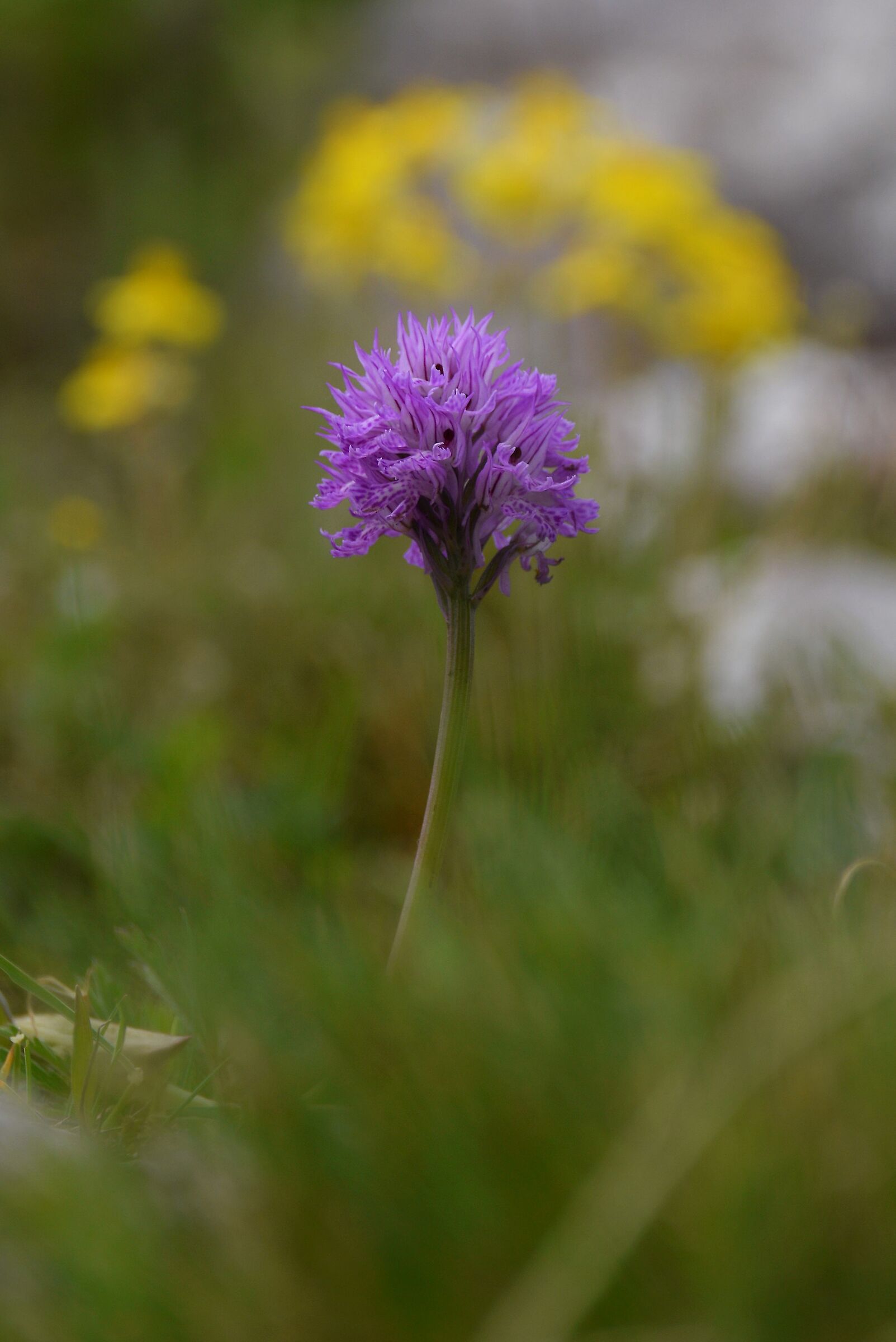 Orchidea (Neotinea tridentata)