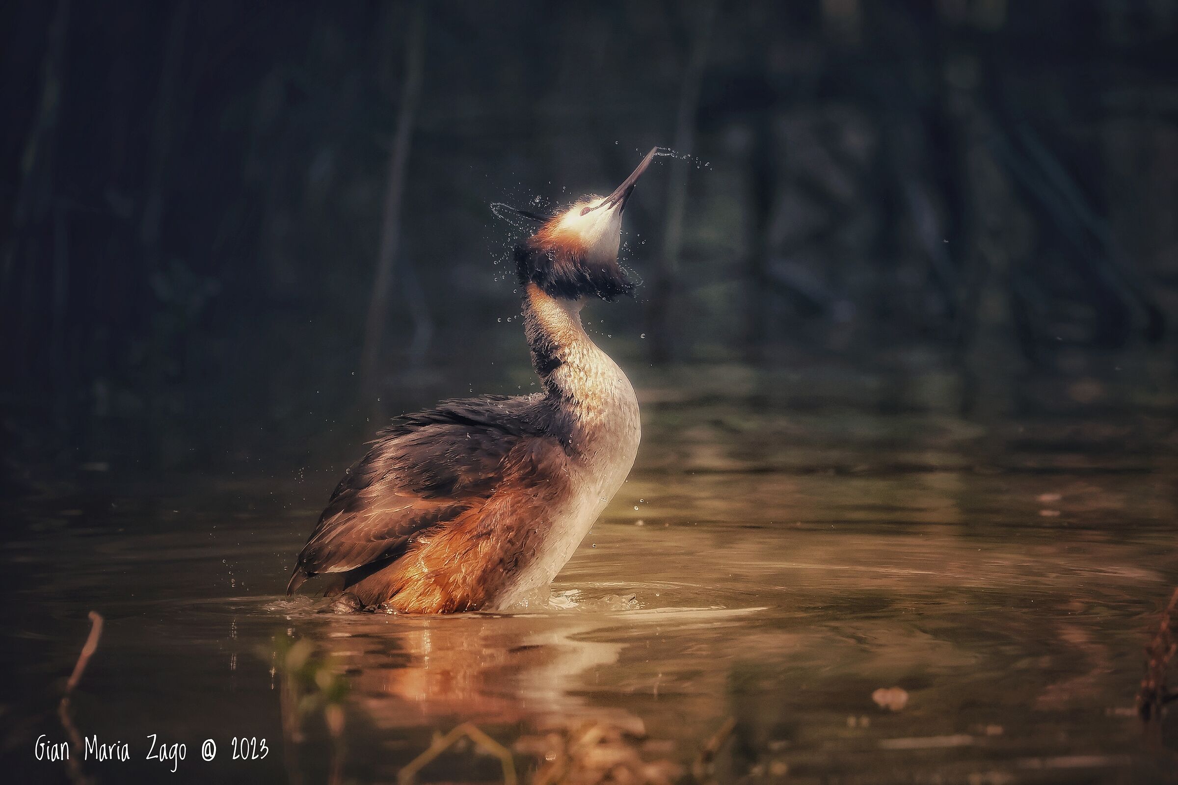 Great crested grebe