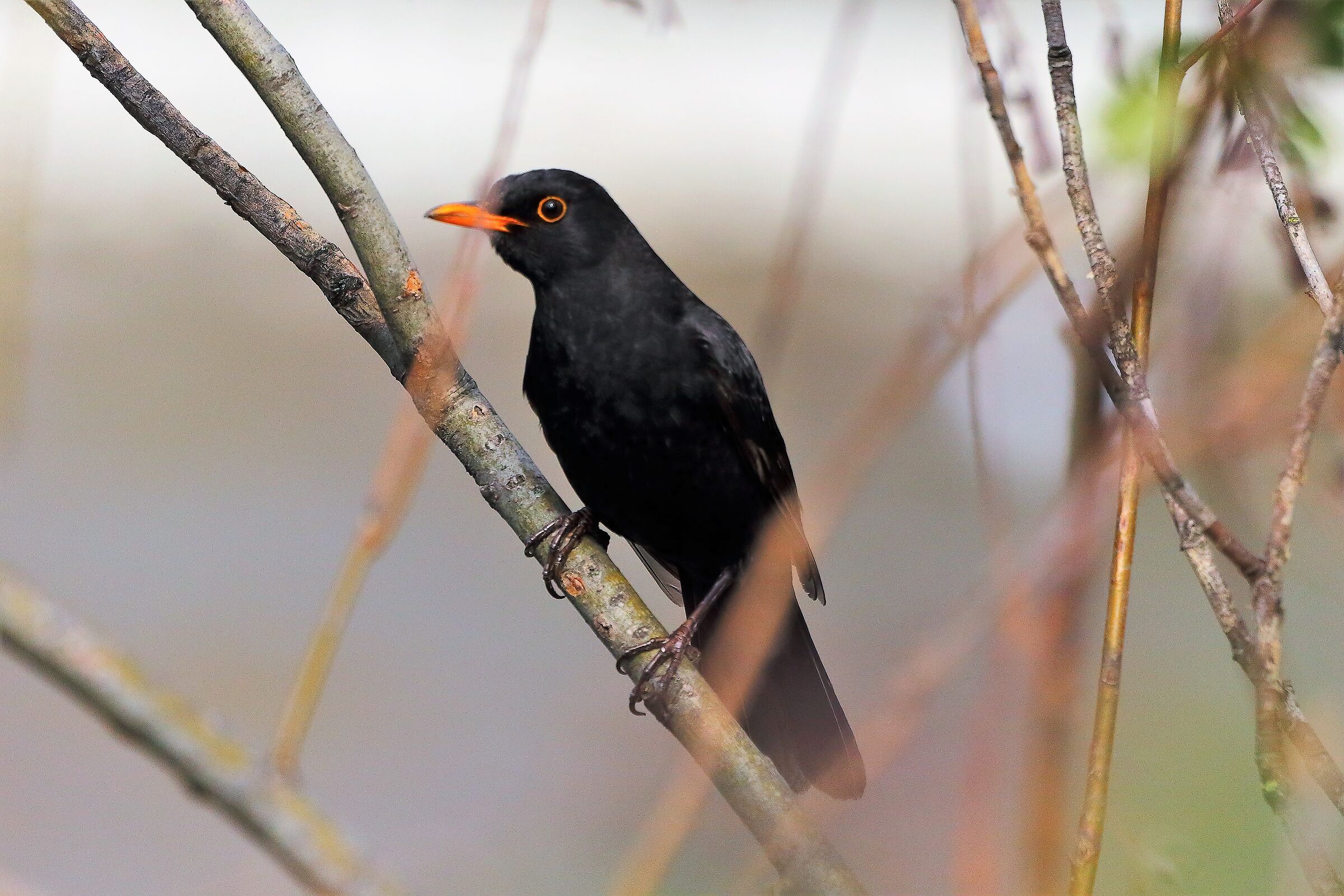 Merlo 28 febbraio 2023