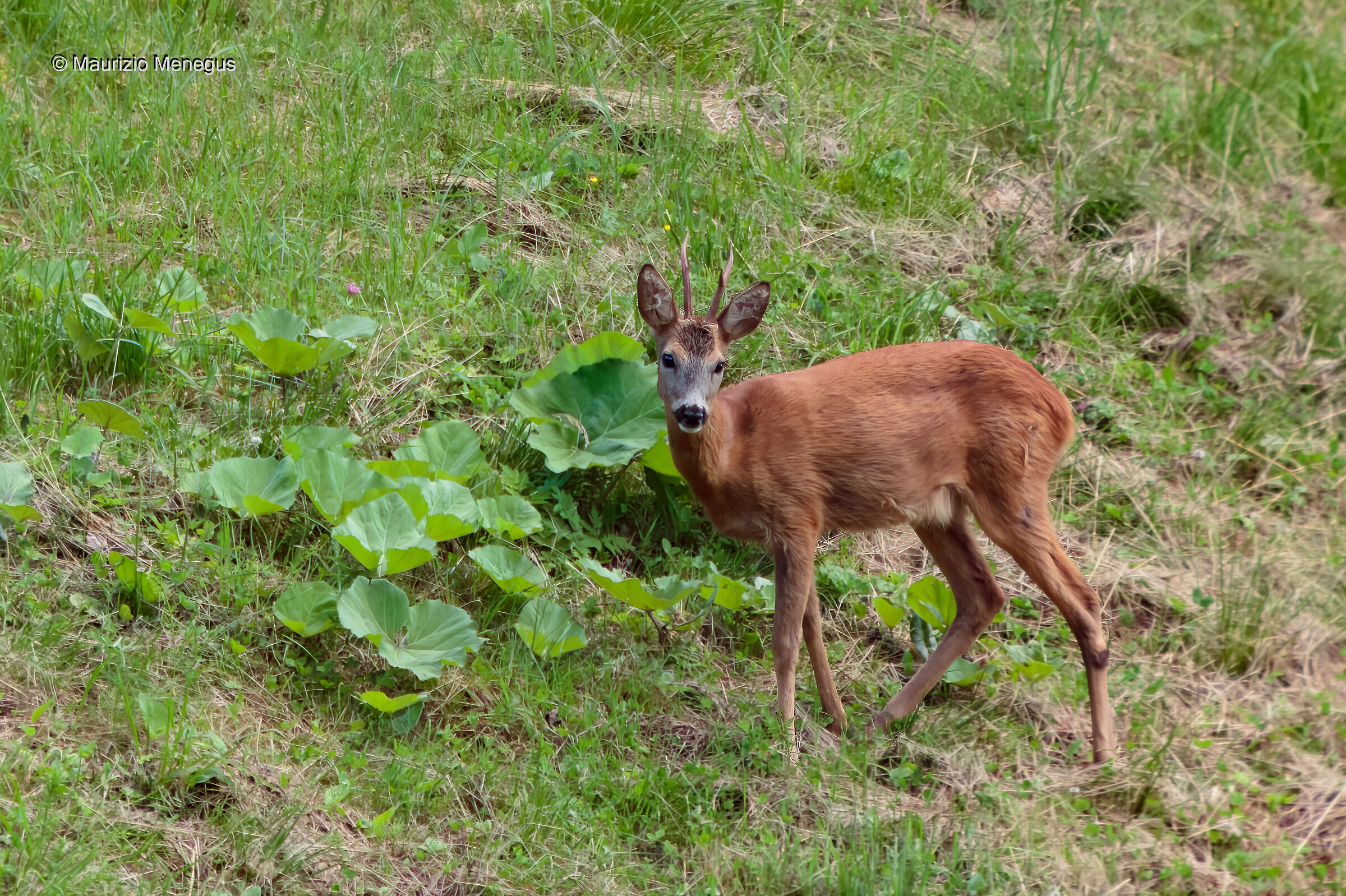 Maschio di capriolo a luglio