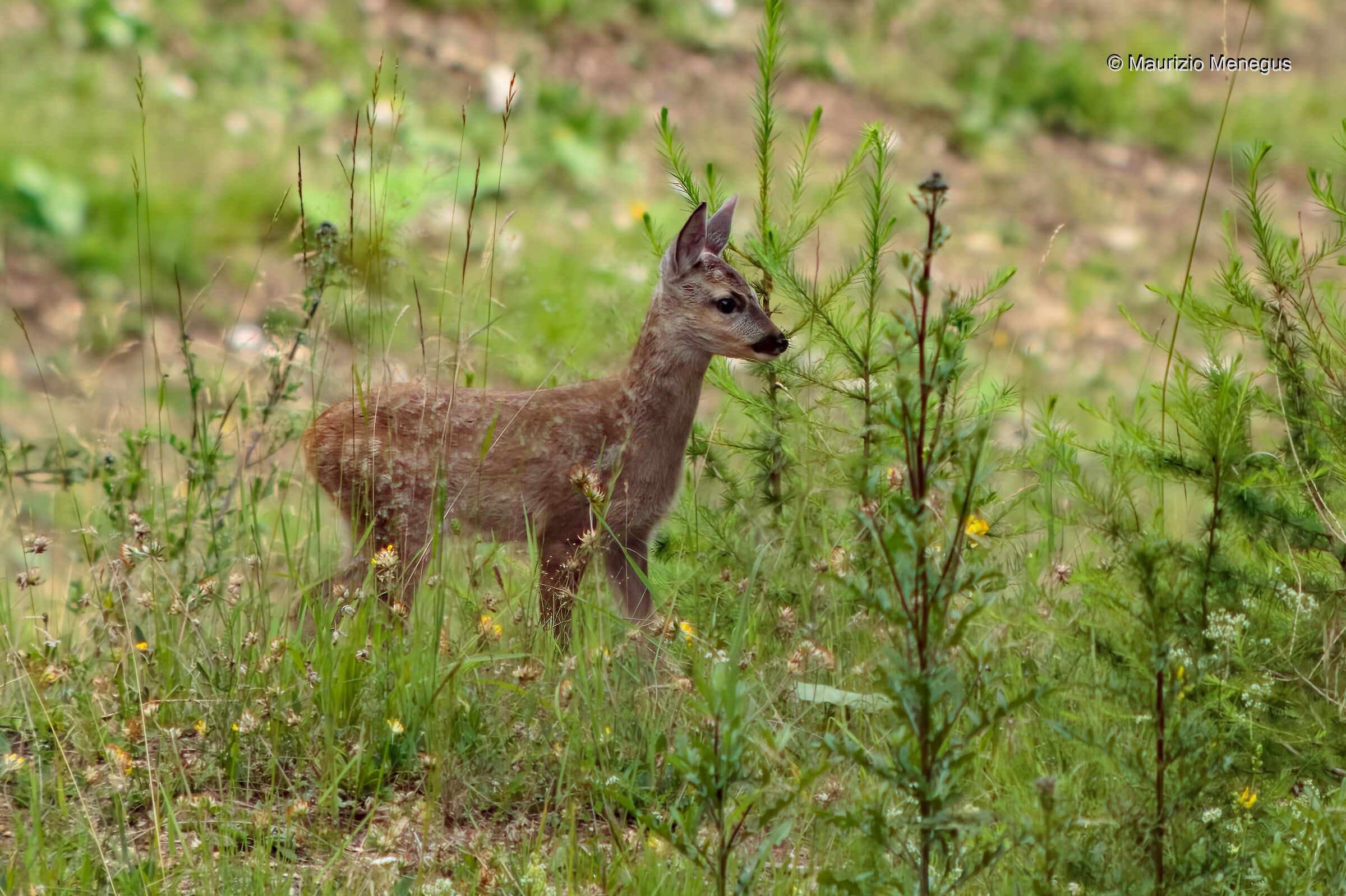 Piccolo di capriolo a luglio