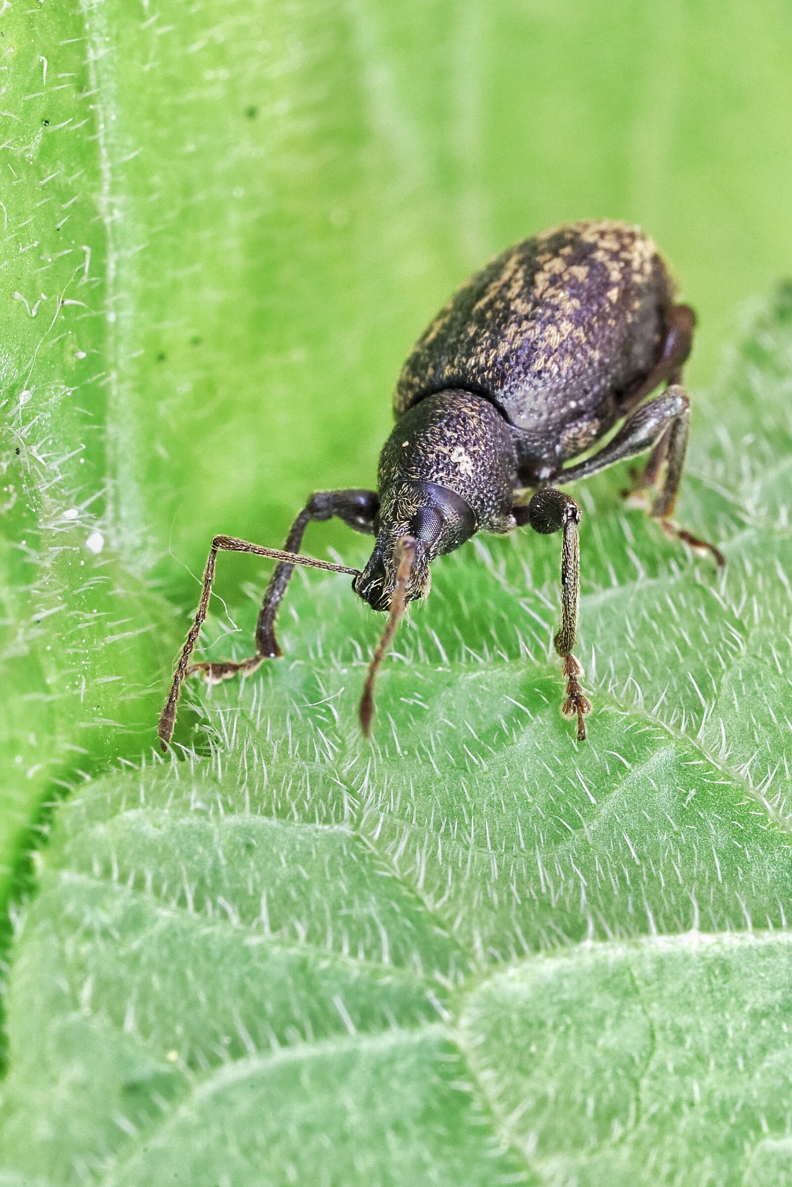 Otiorhynchus sulcatus