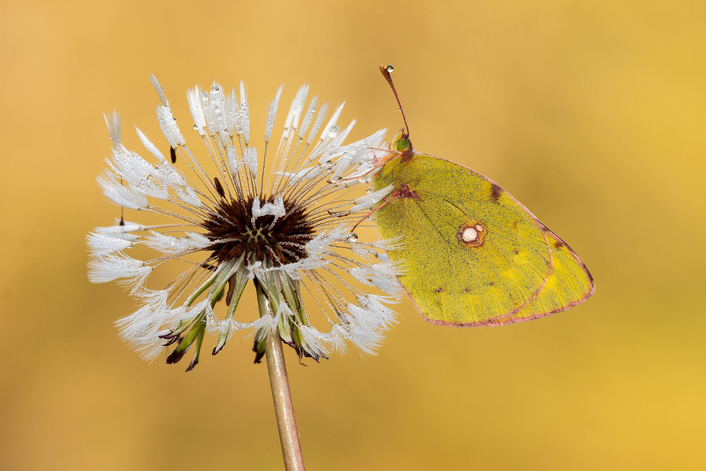Colias crocea