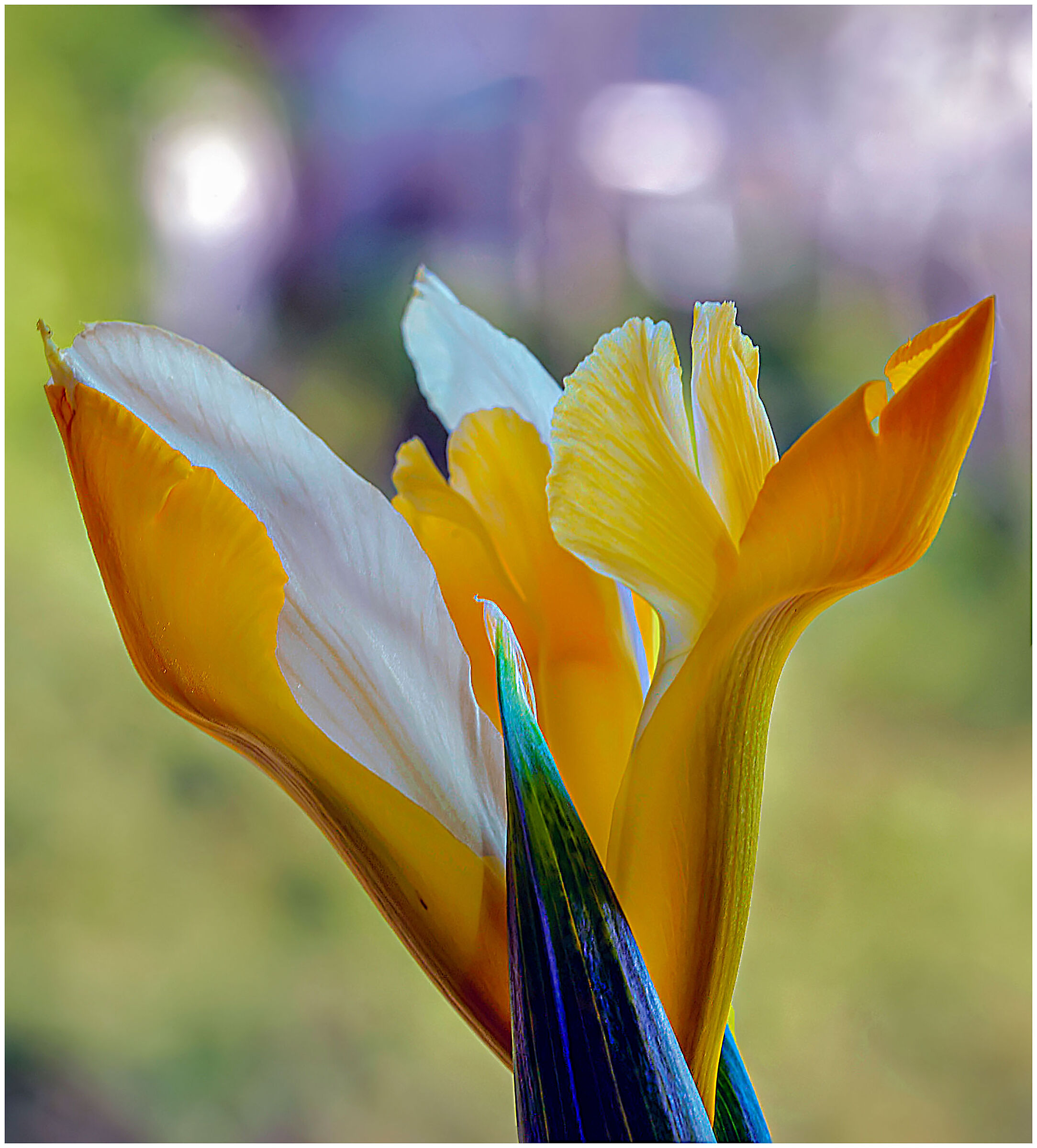 Iris