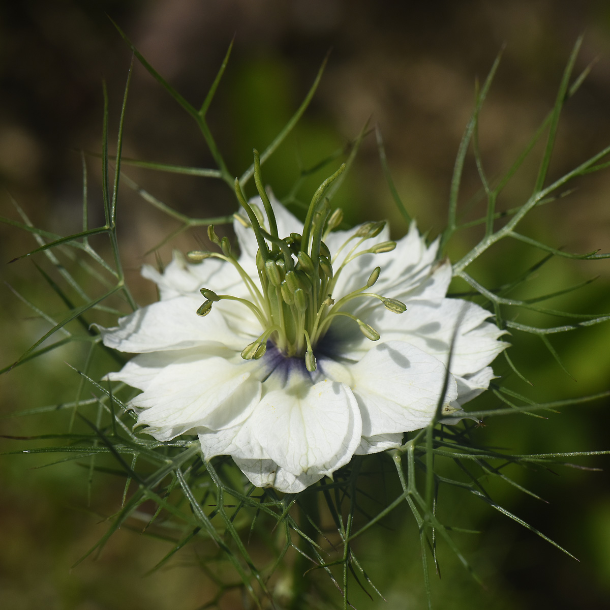 nigella damascena