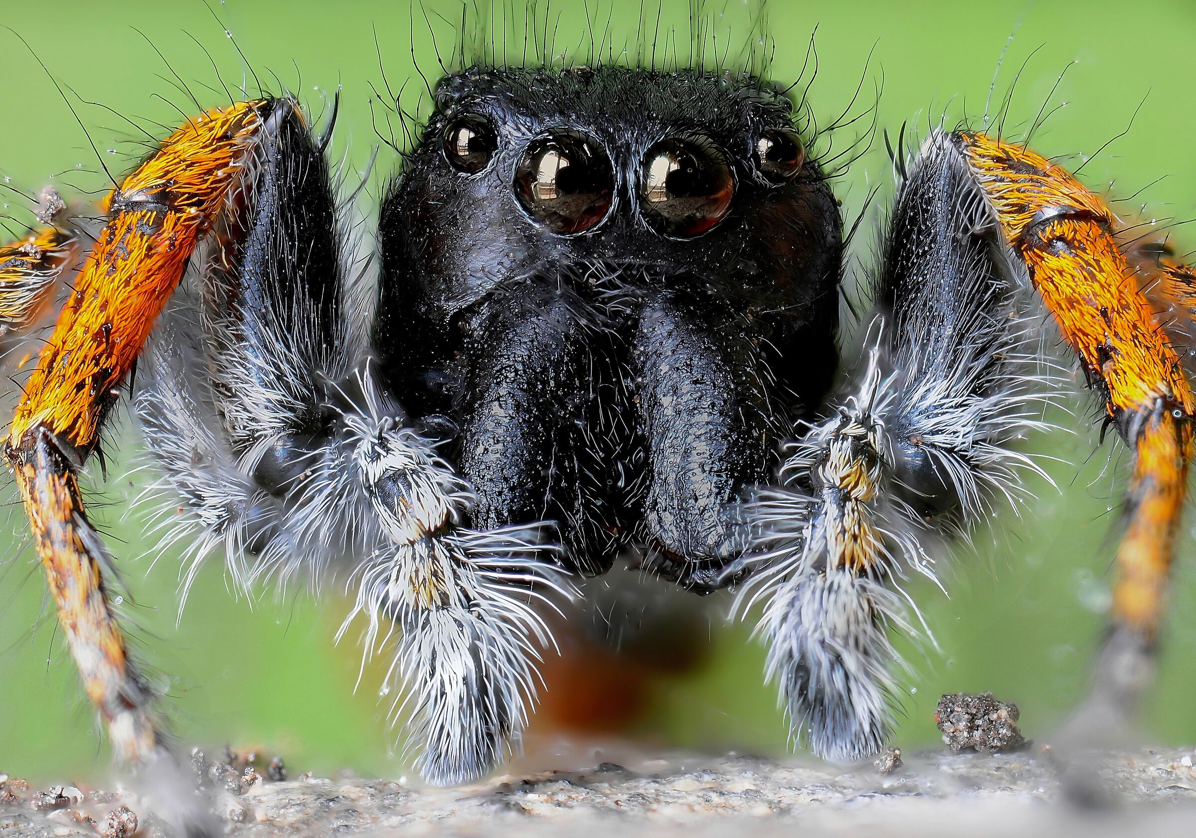 Philaeus Crysops (maschio)