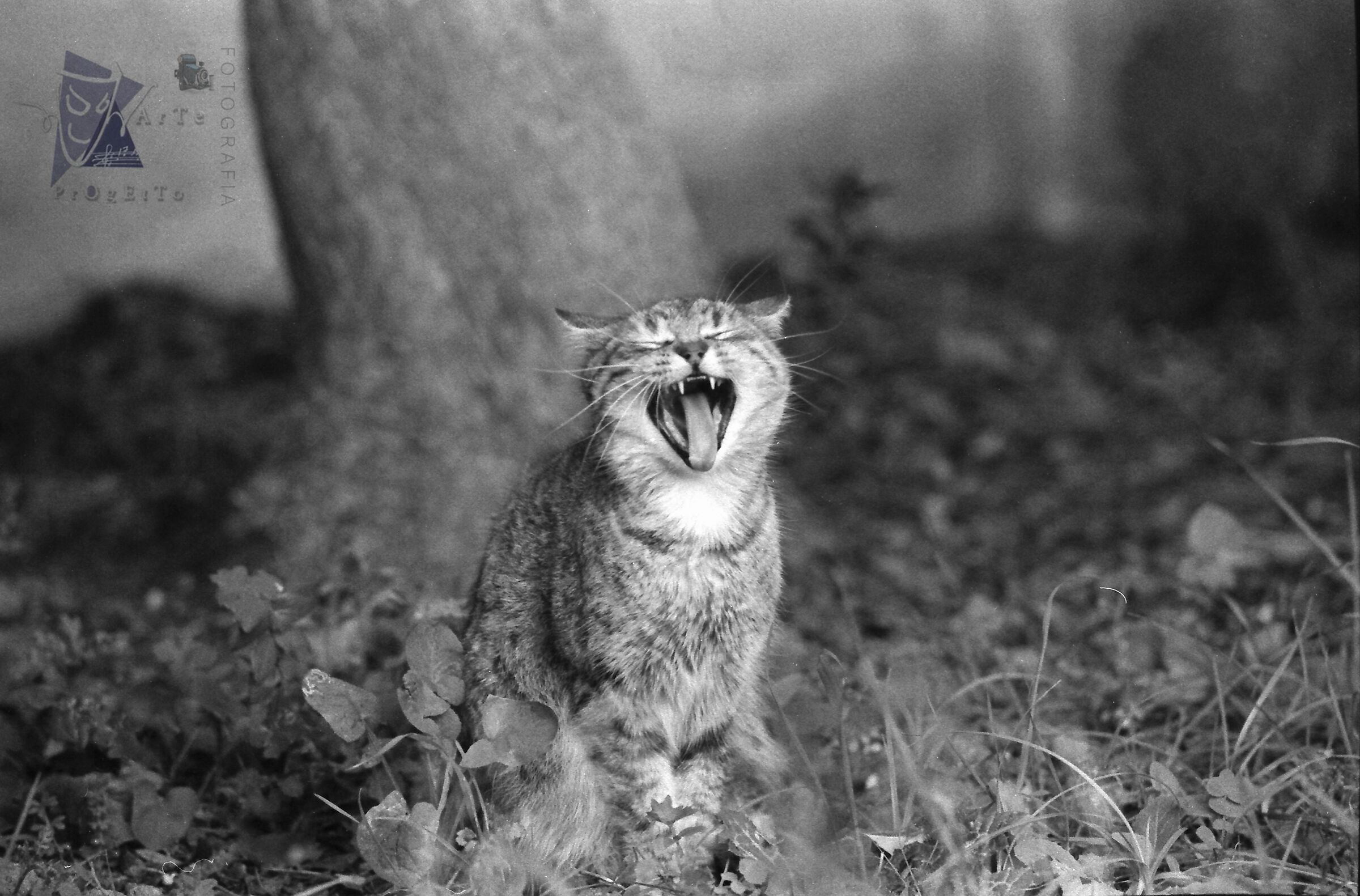 Gatto della Transilvania