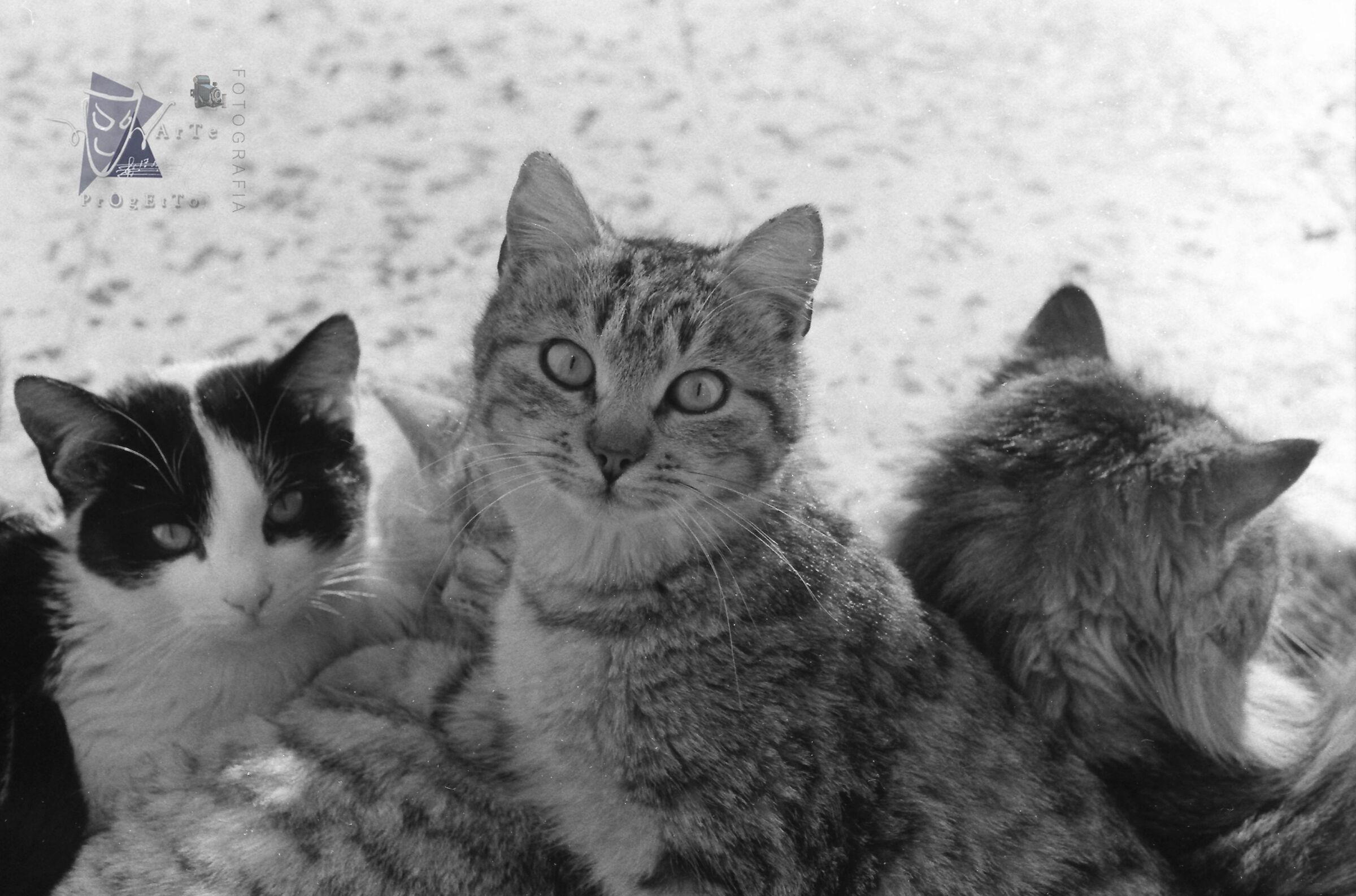 Gatti stacanovisti
