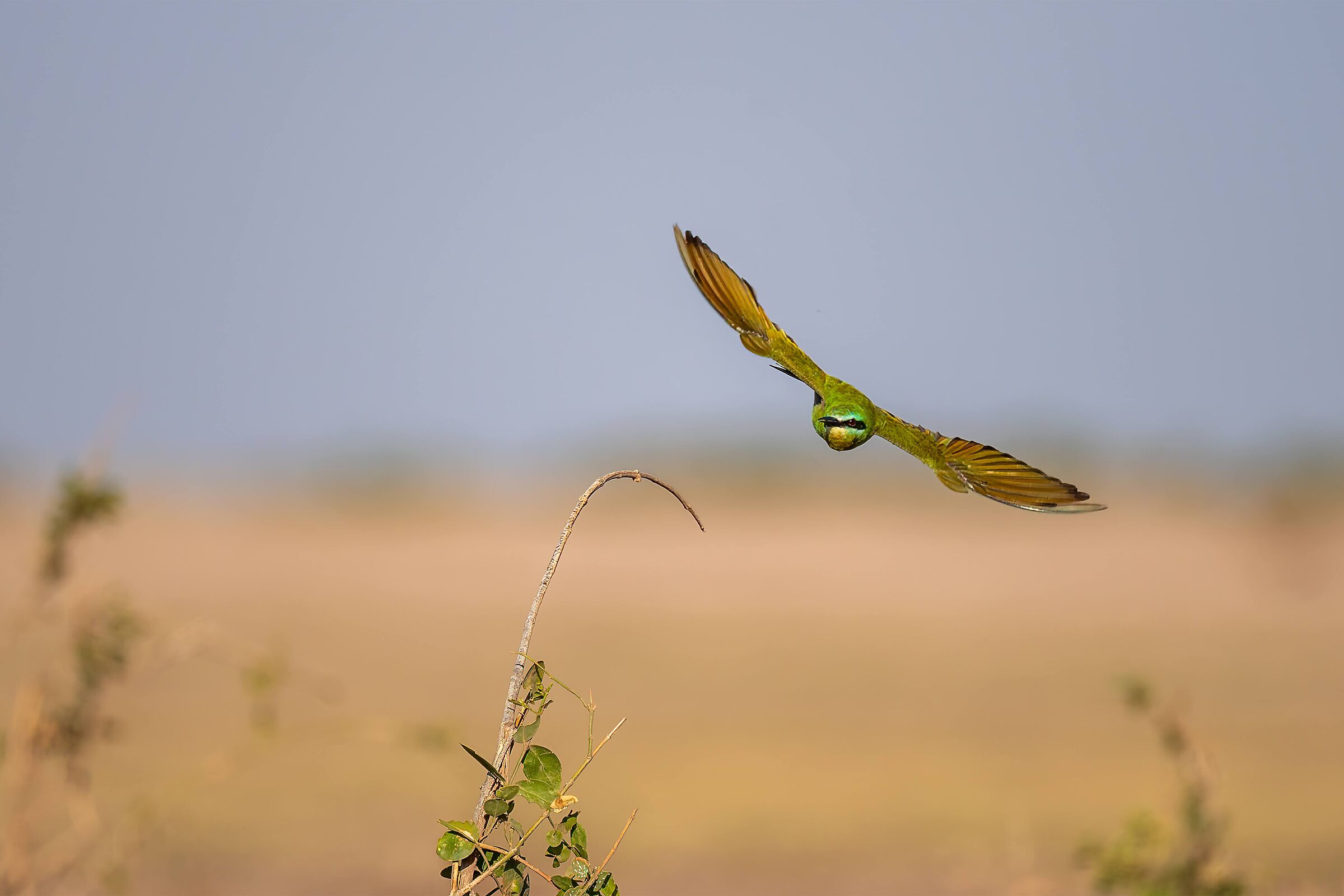 Bee-eaters