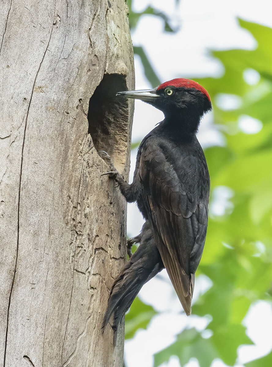 black woodpecker from Brianza