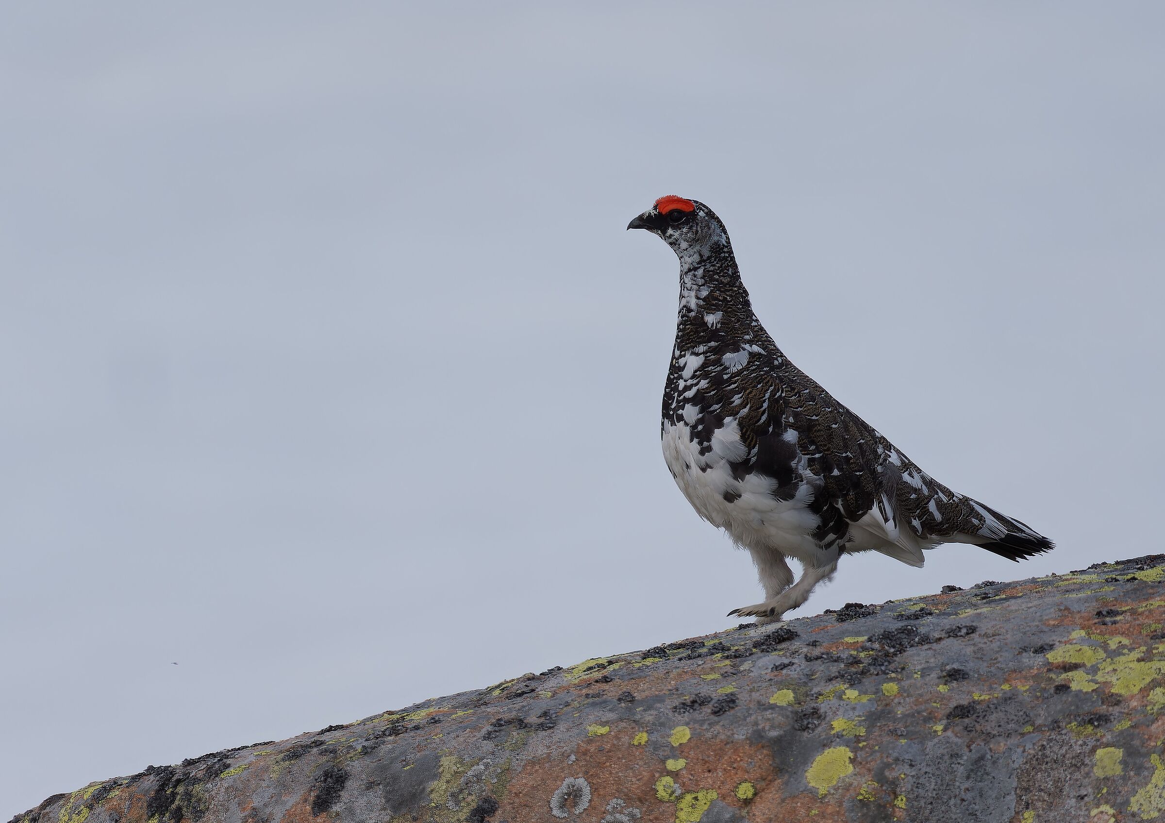 The rock of the ptarmigan's