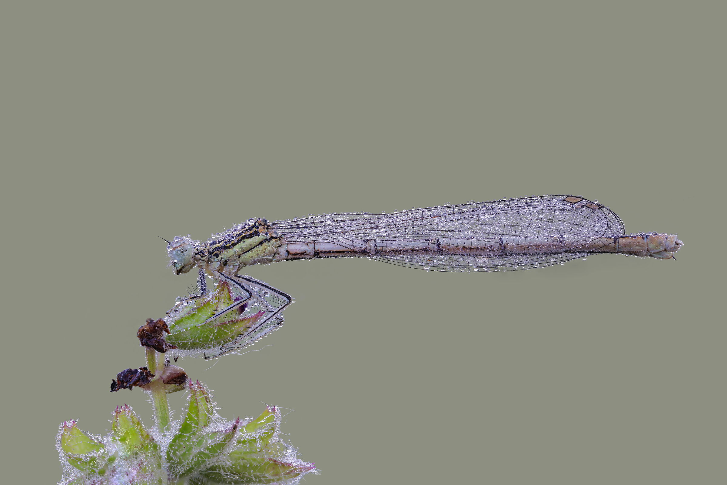 Platycnemis pennipes female