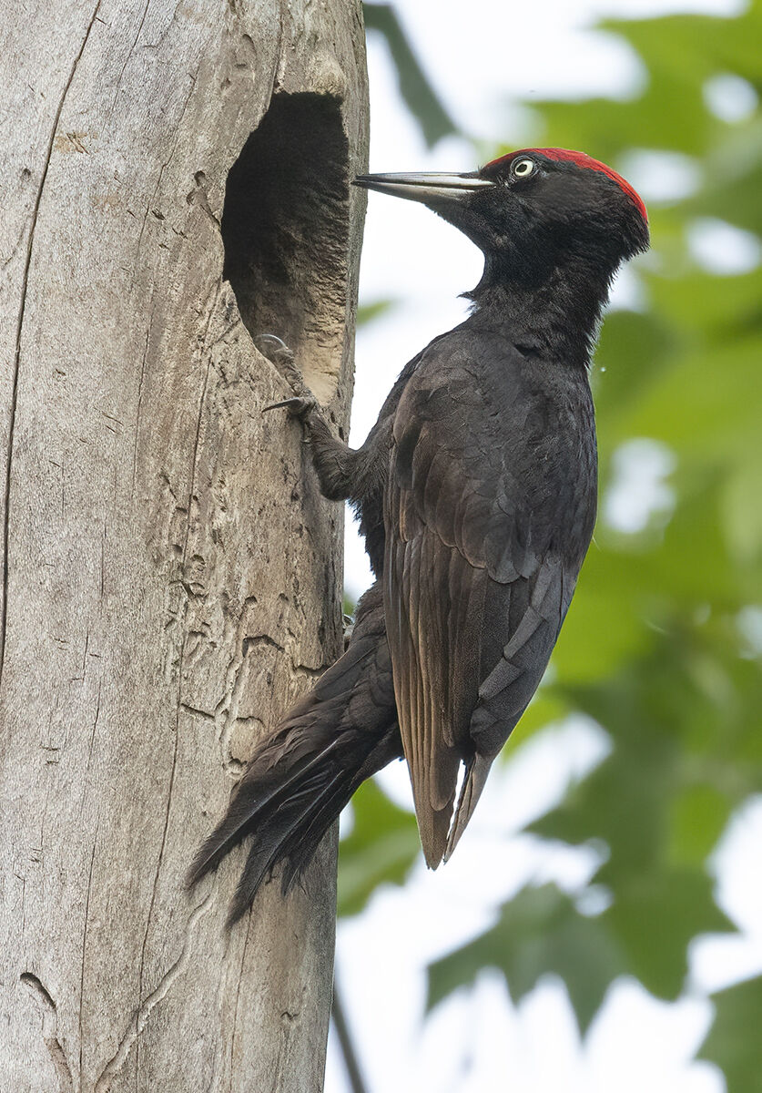 Pichhio black Brianza 2