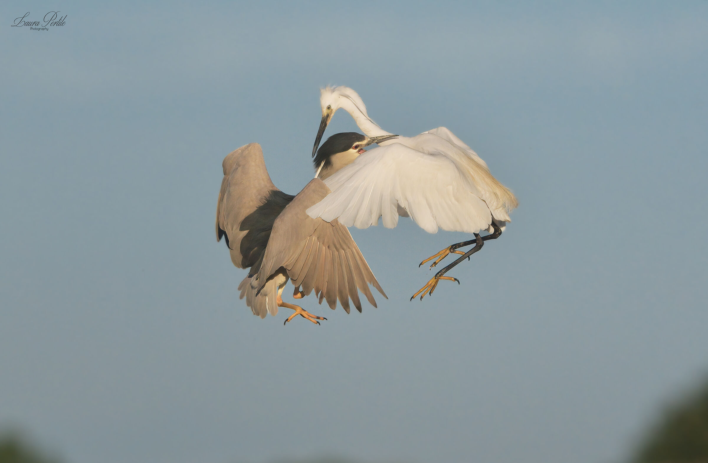 Nitticora vs Garzetta