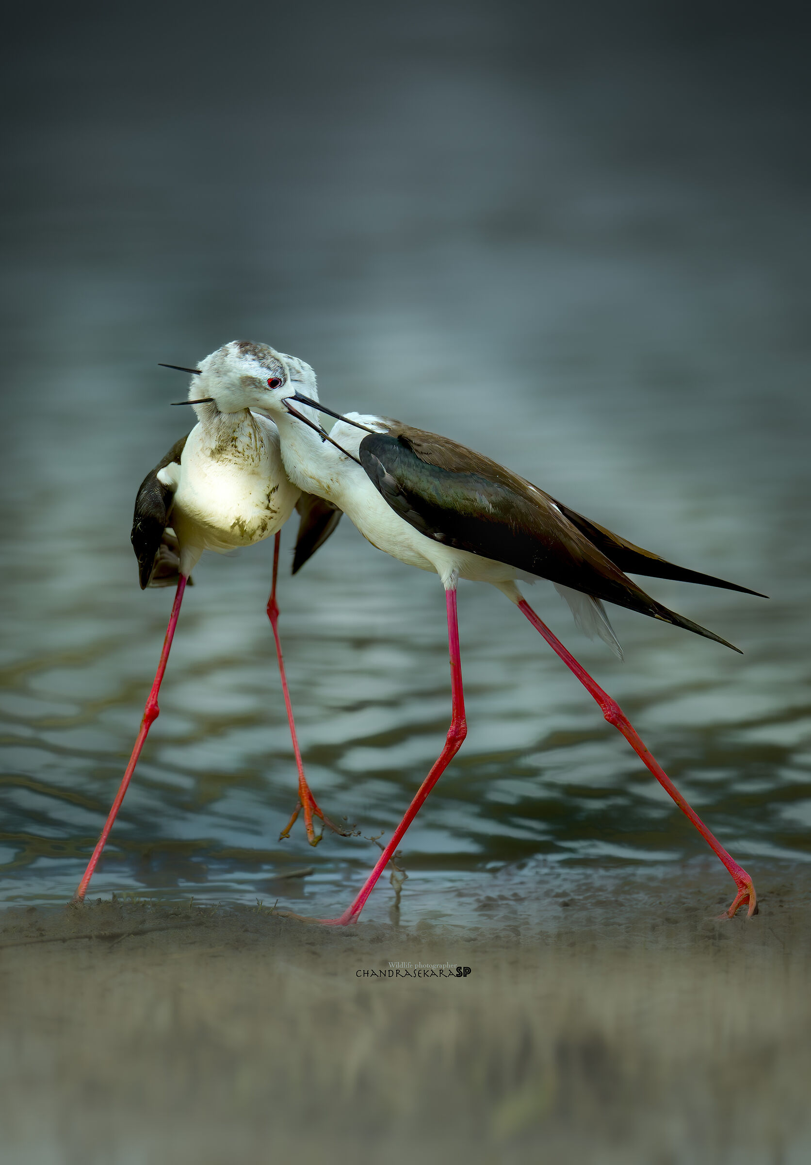 Cavaliere d'Italiana