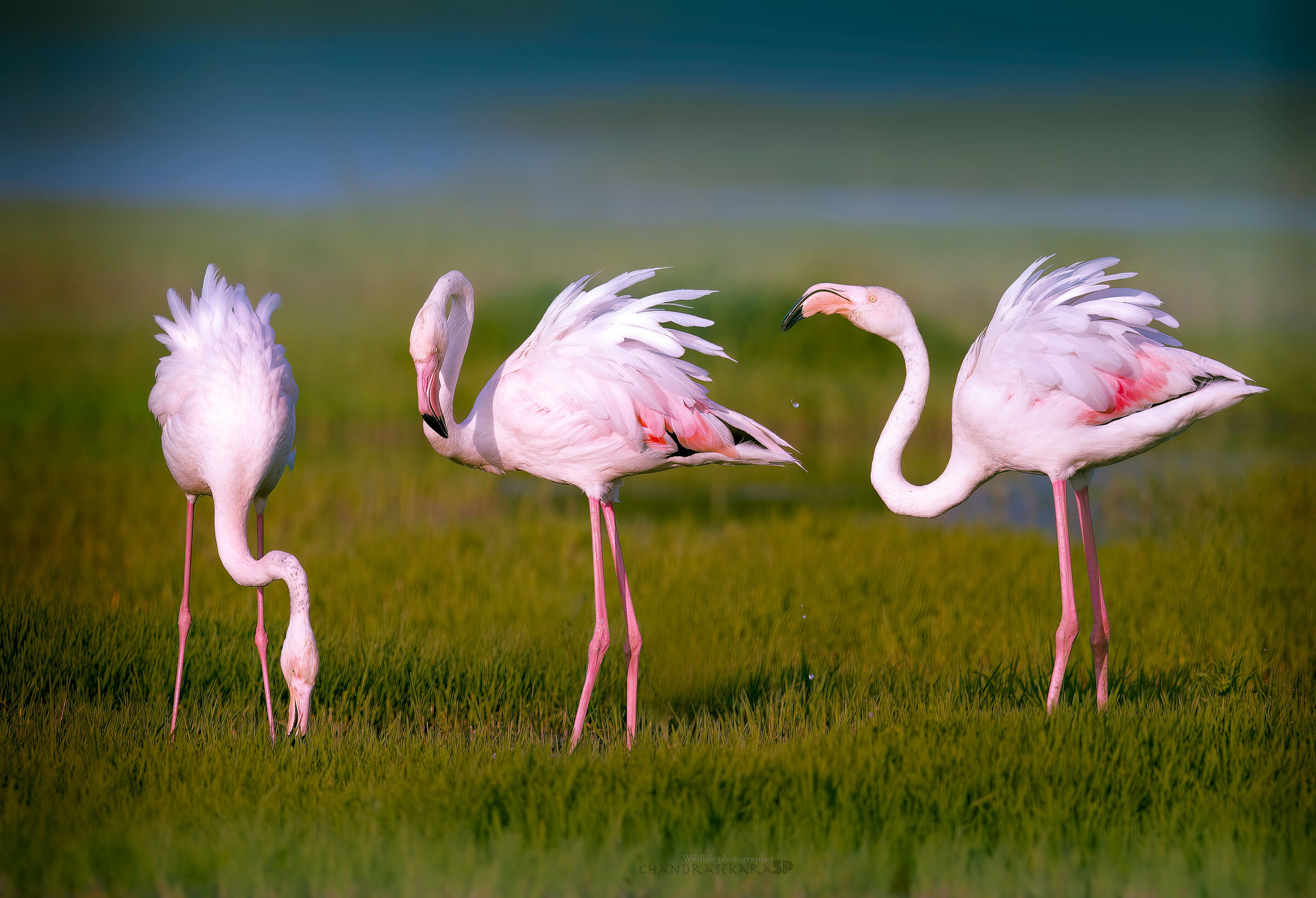 flamingoes
