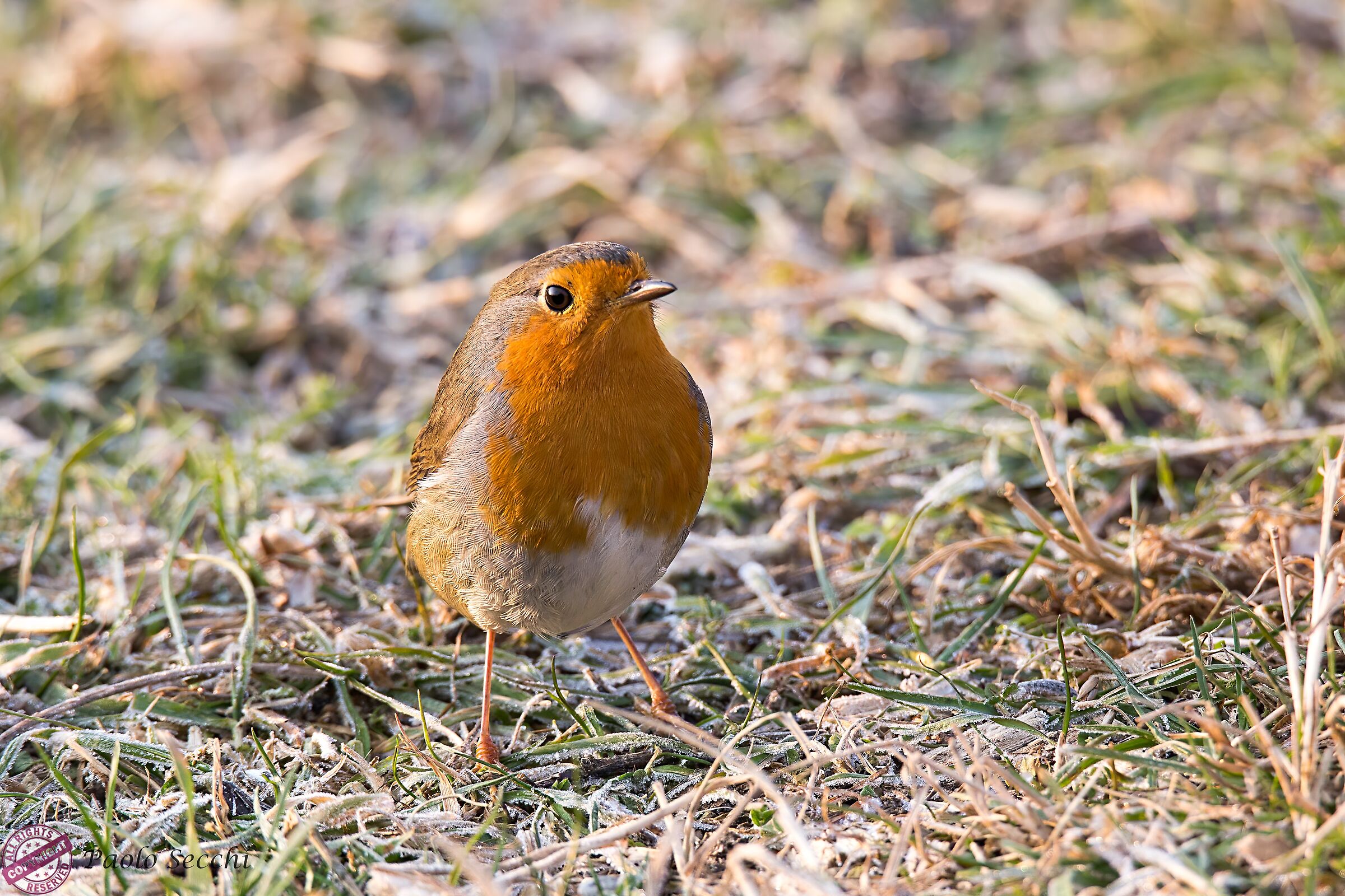 A look from the ground
