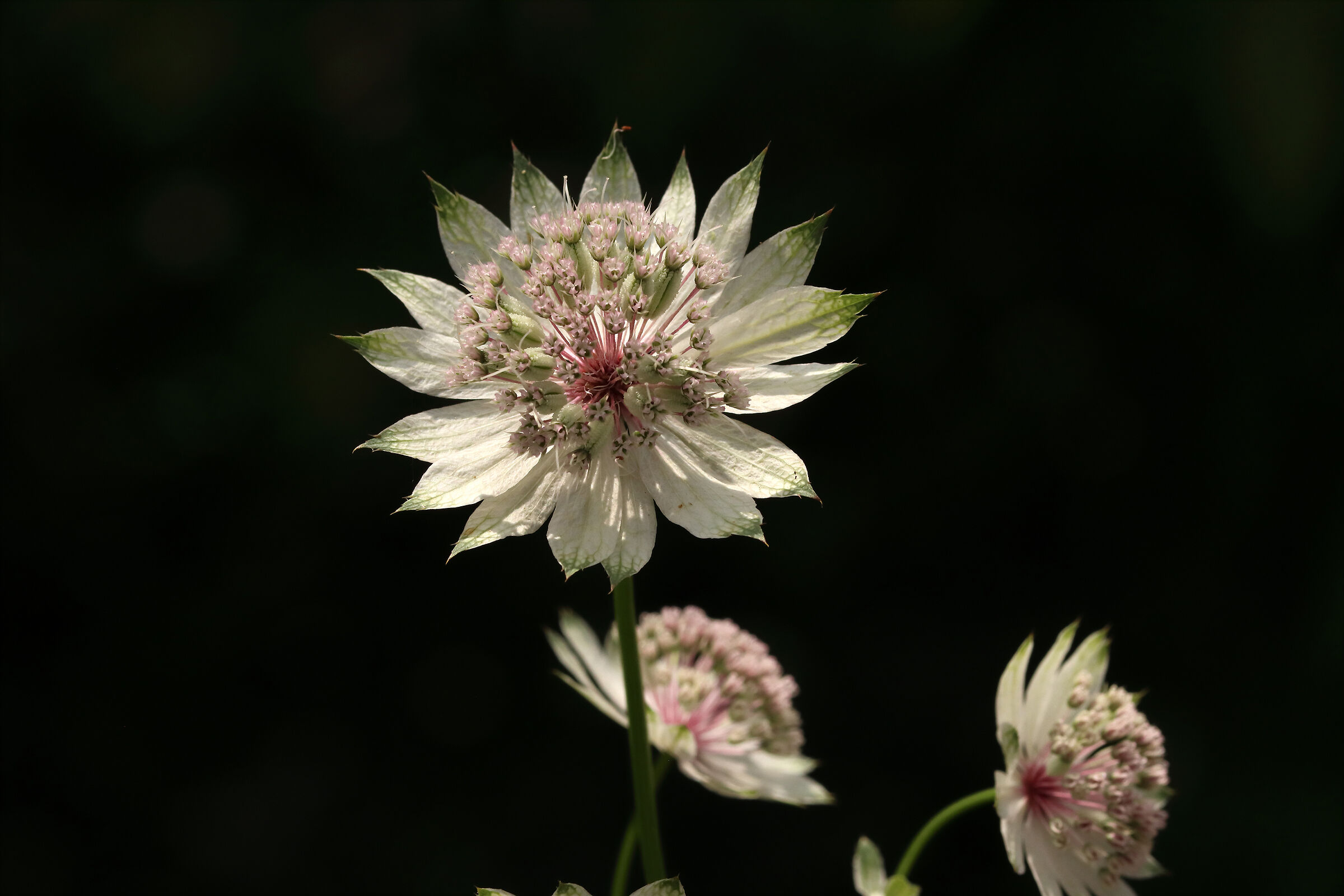 Astrantia Major - In my forest -
