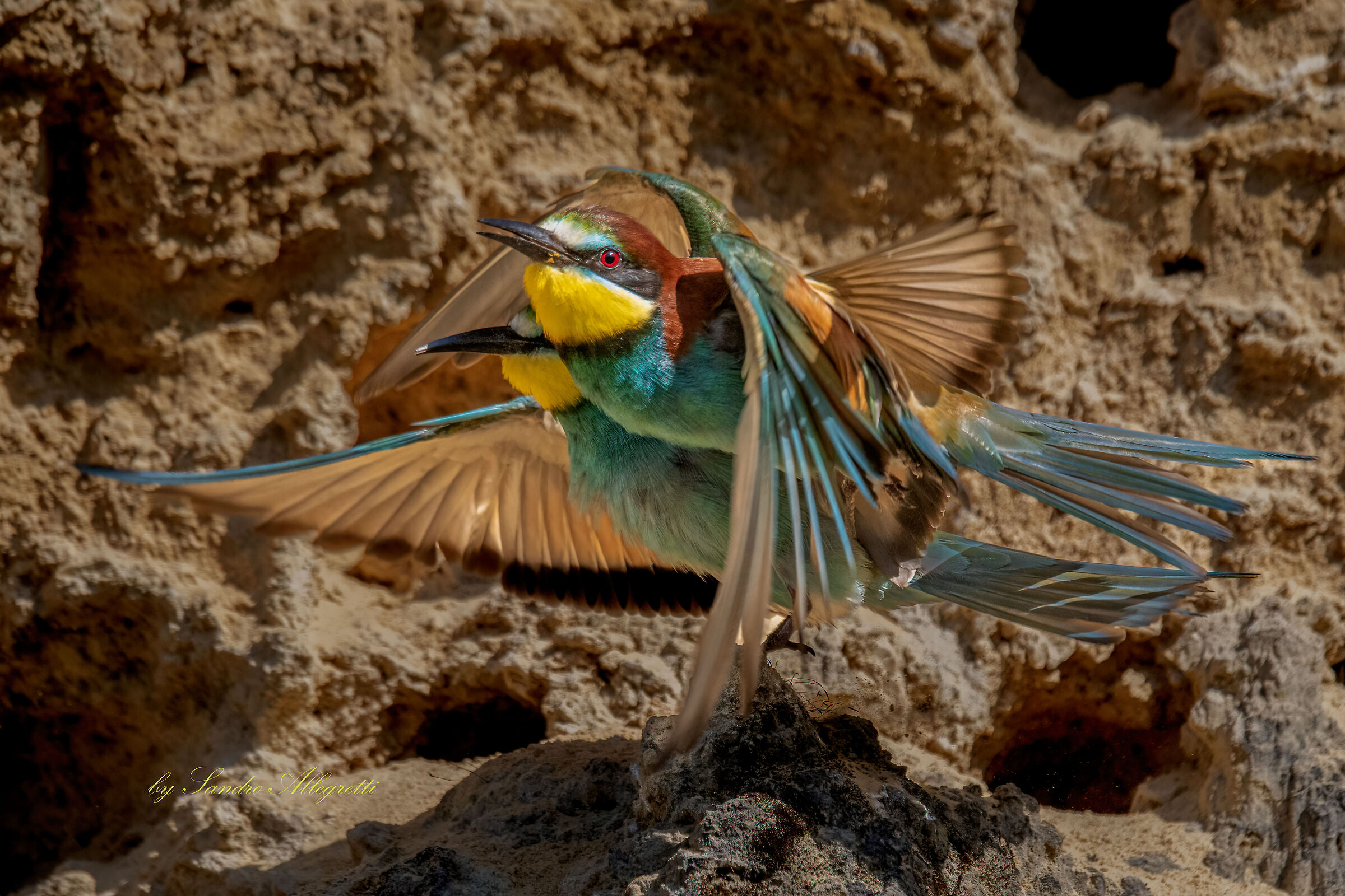 Merops apiaster