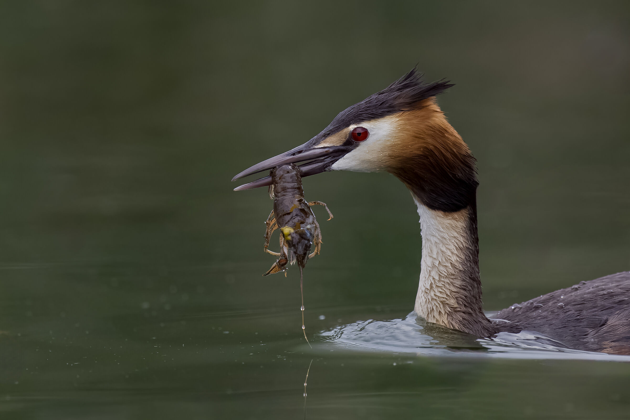 Grebe