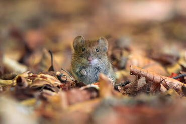 Microtus agrestis