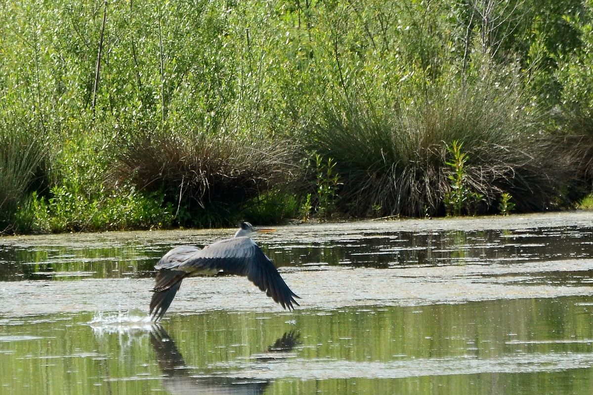 Airone cenerino in volo radente