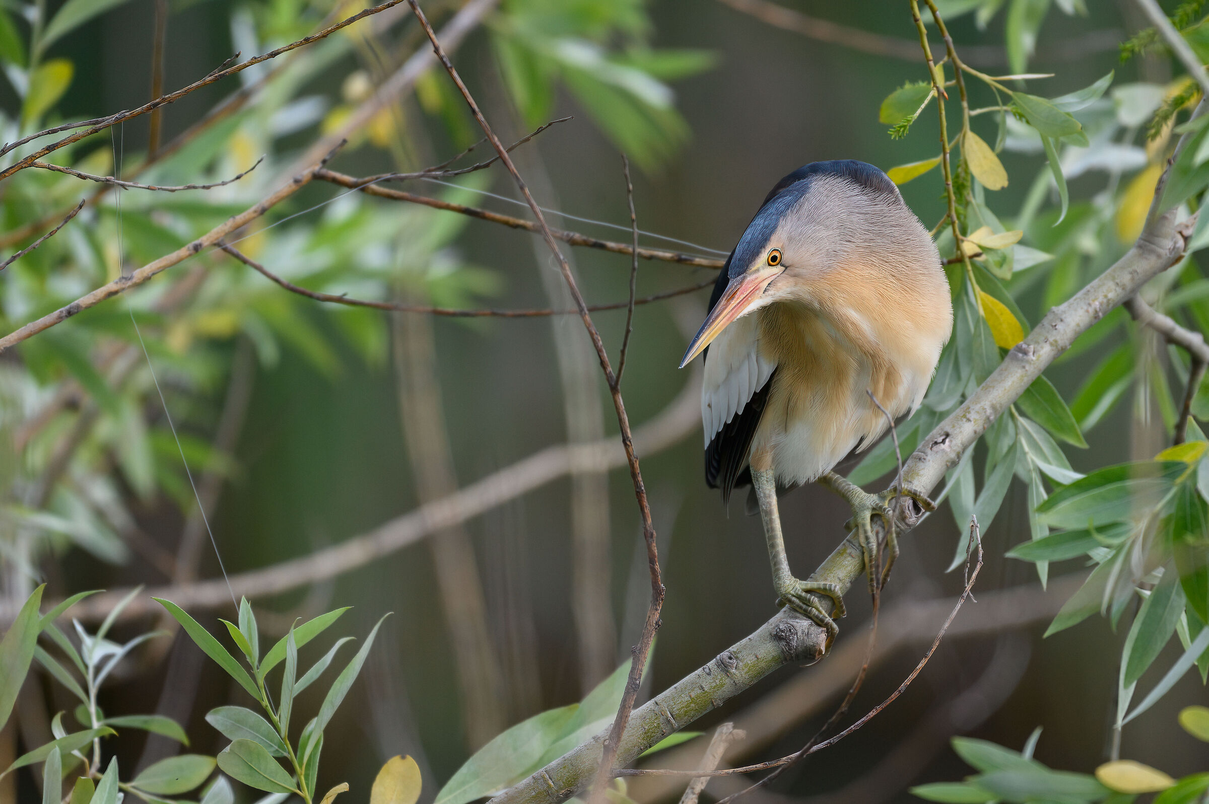 on the willow