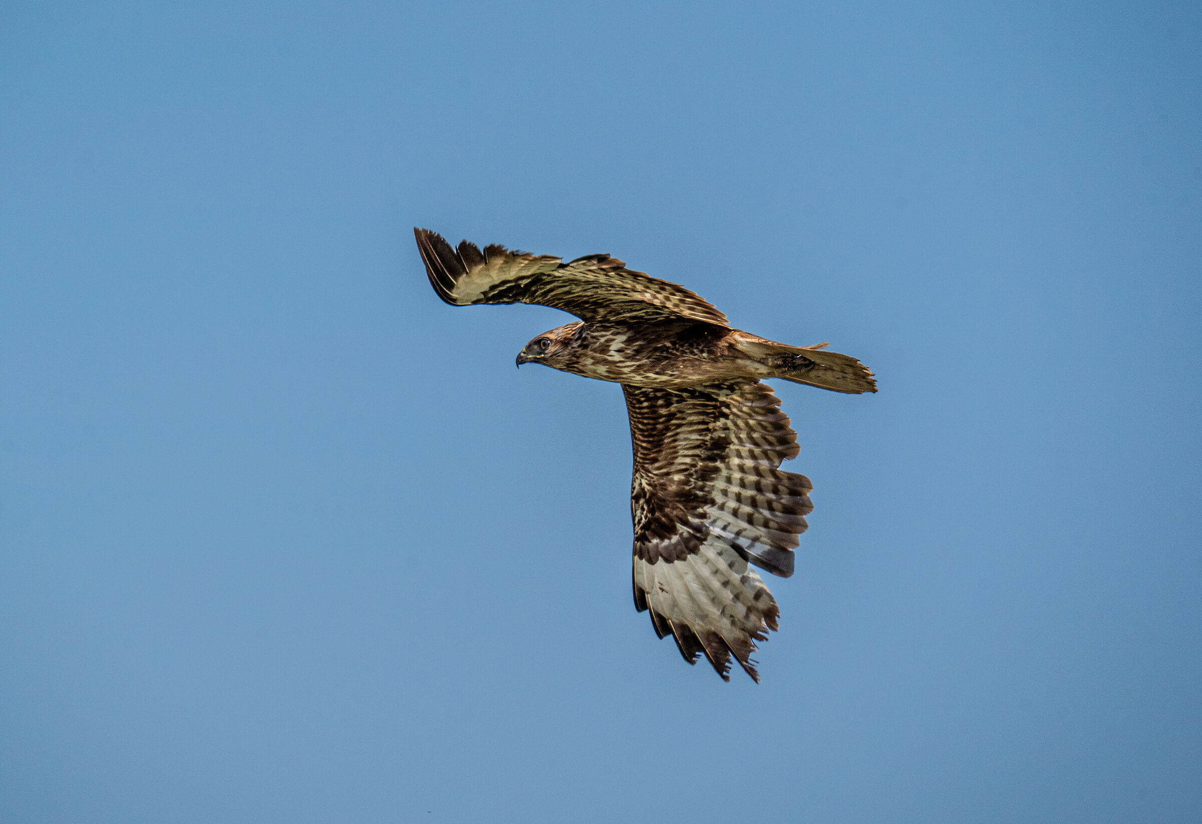 Kite or buzzard?