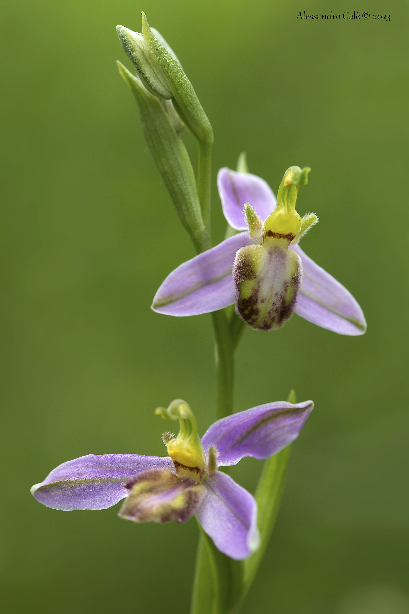 Ophrys apifera var. tilaventina 8112