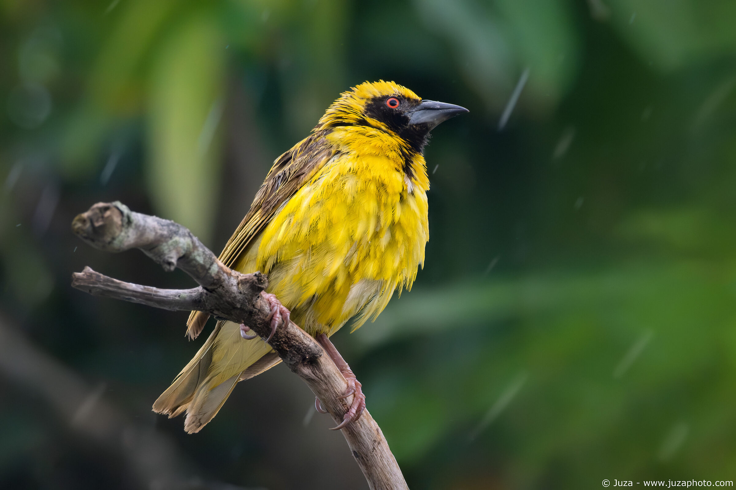 Ploceus cucullatus