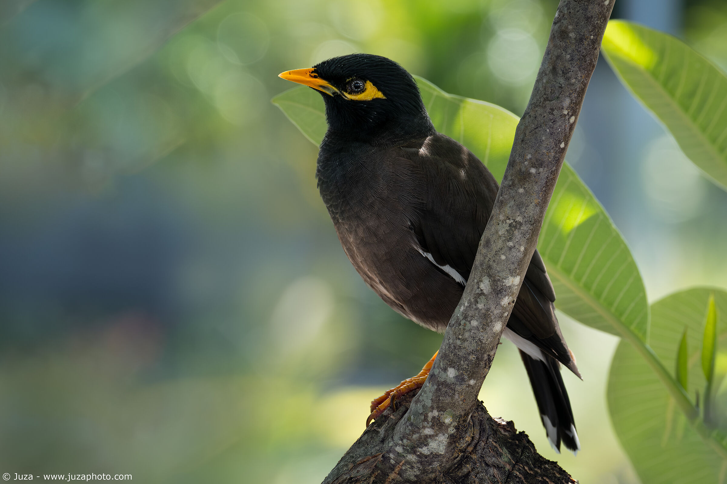 Acridotheres tristis
