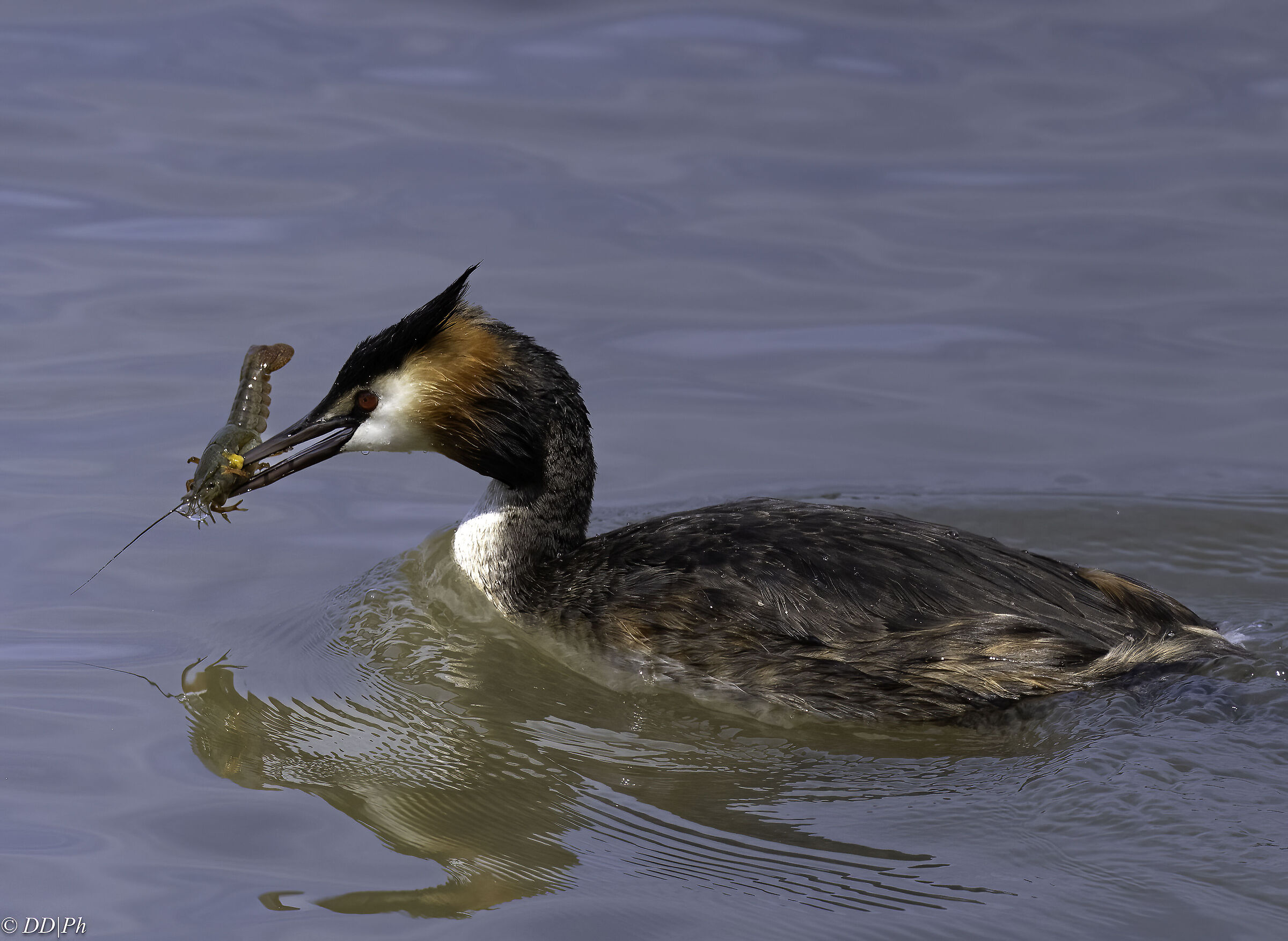 Great crested grebe