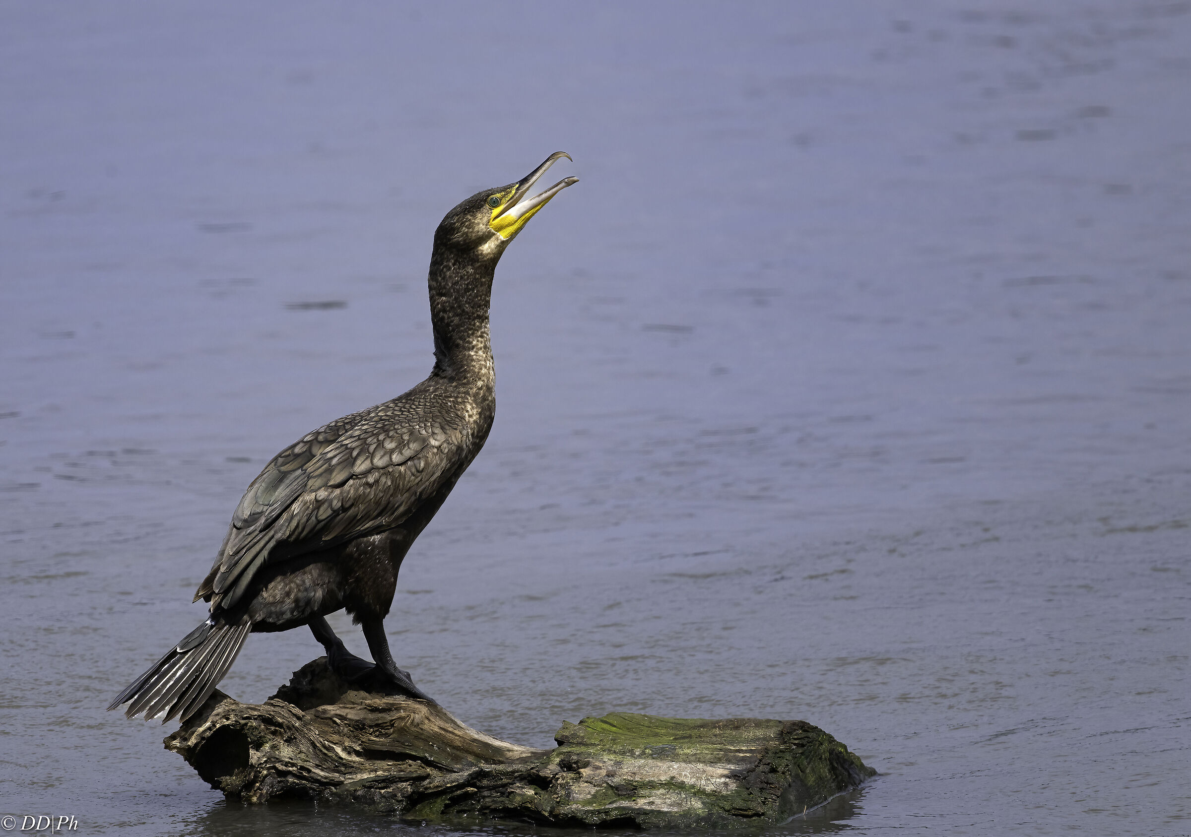 Cormorant