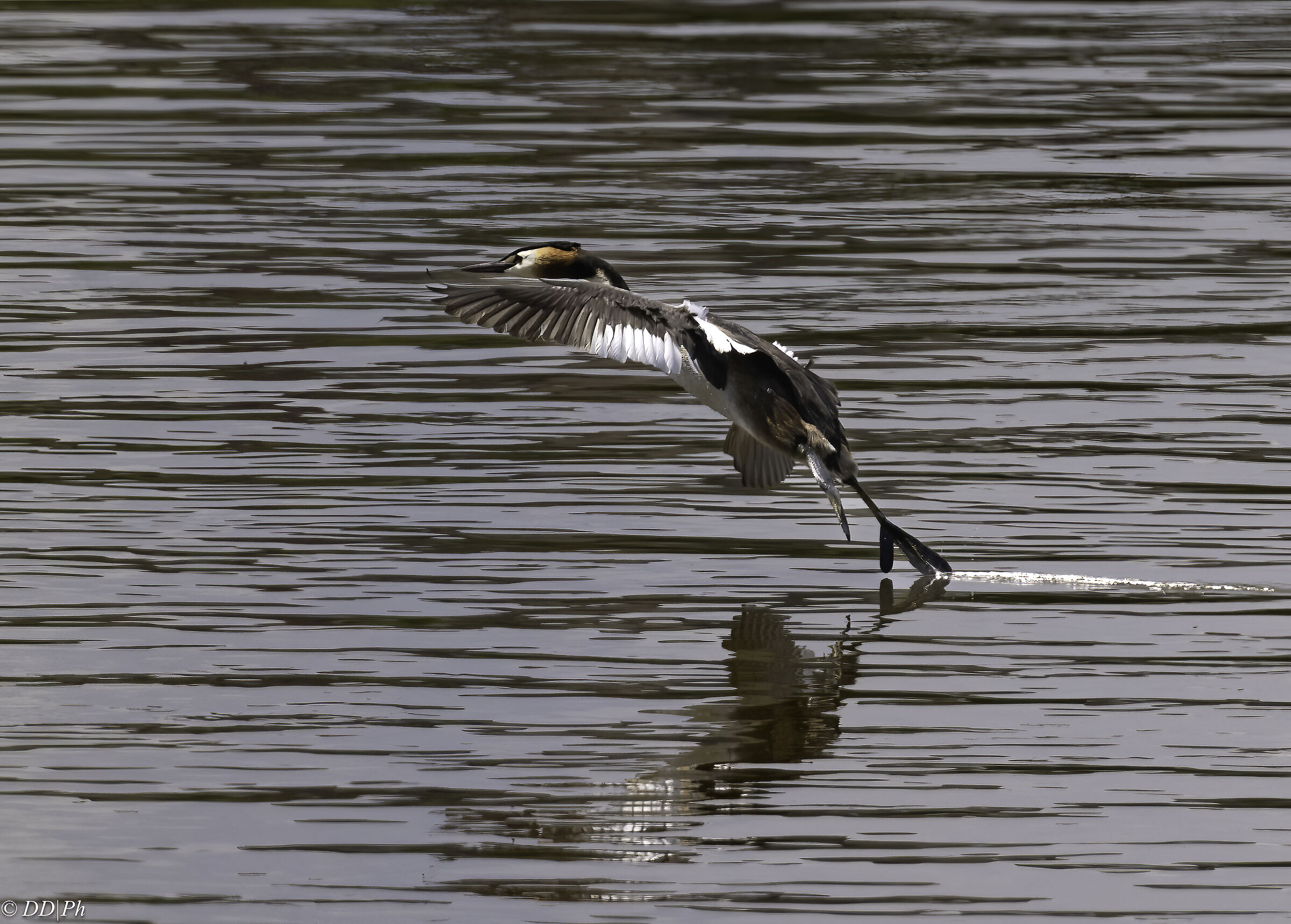 Great crested grebe