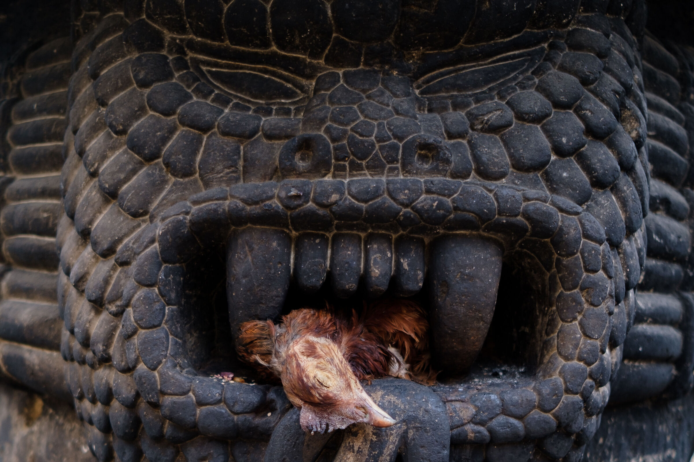 Mayan sacrifice