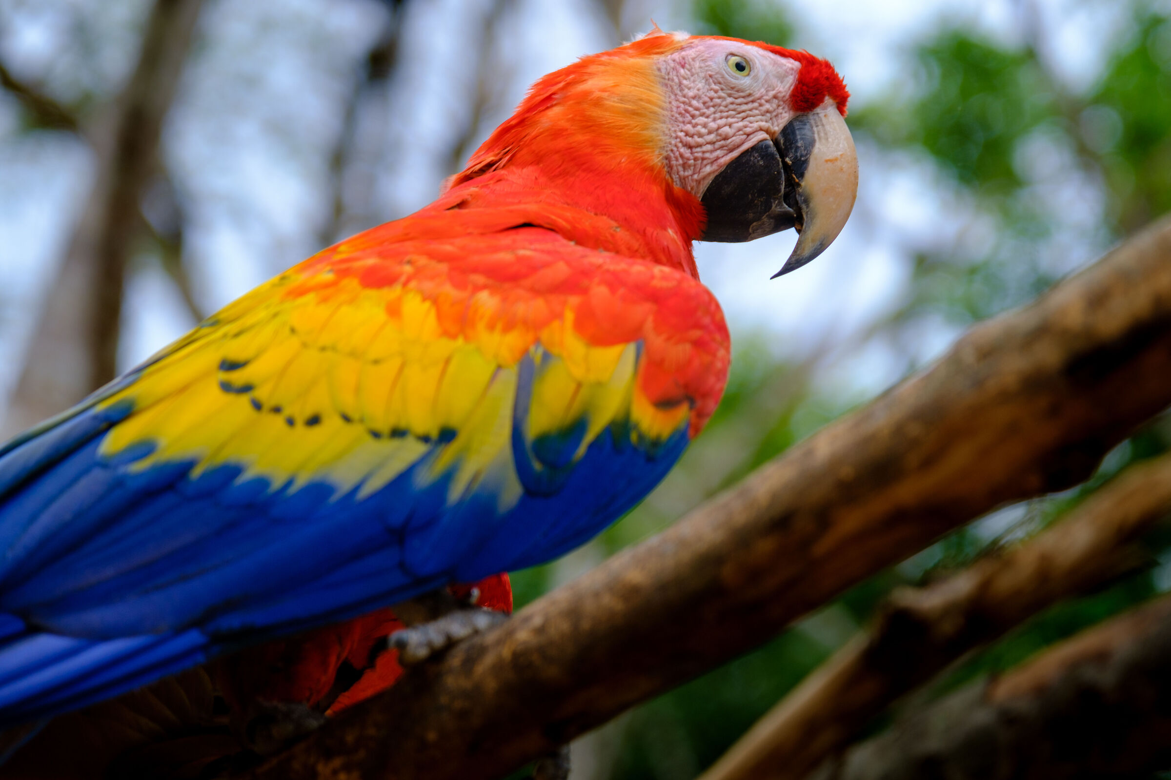 Macaw to Copan