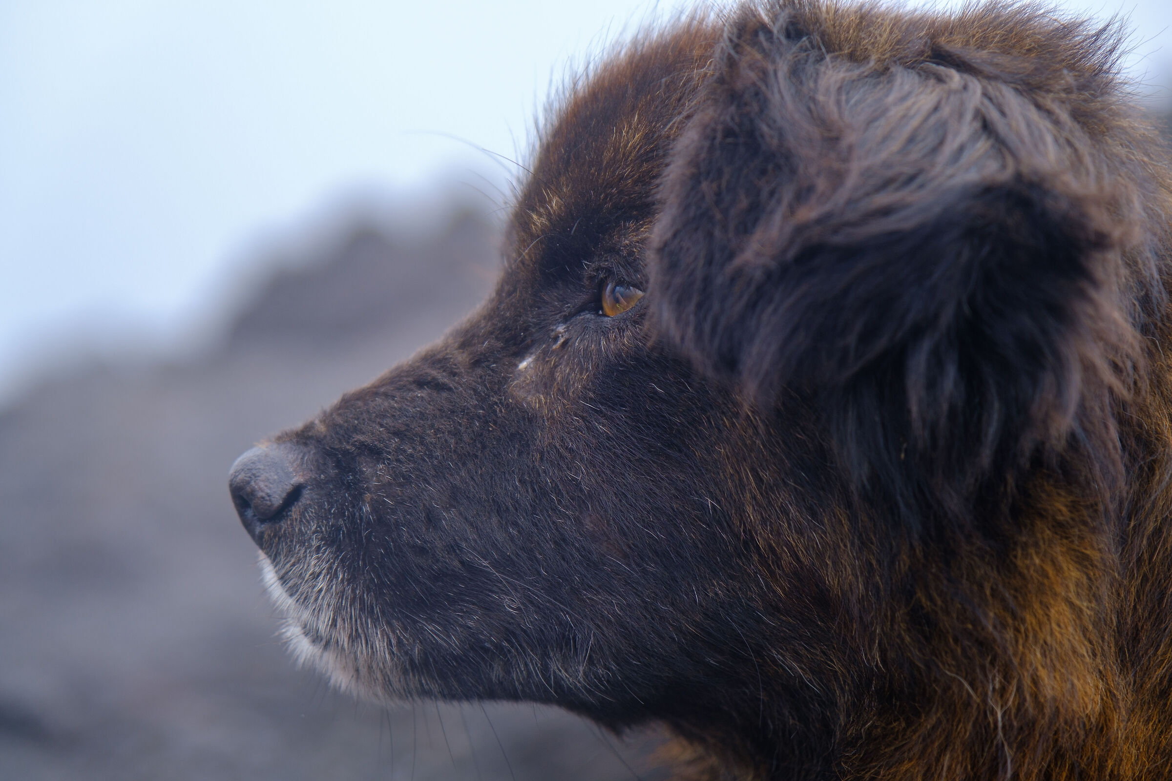 Guardian of the Pacaya Volcano