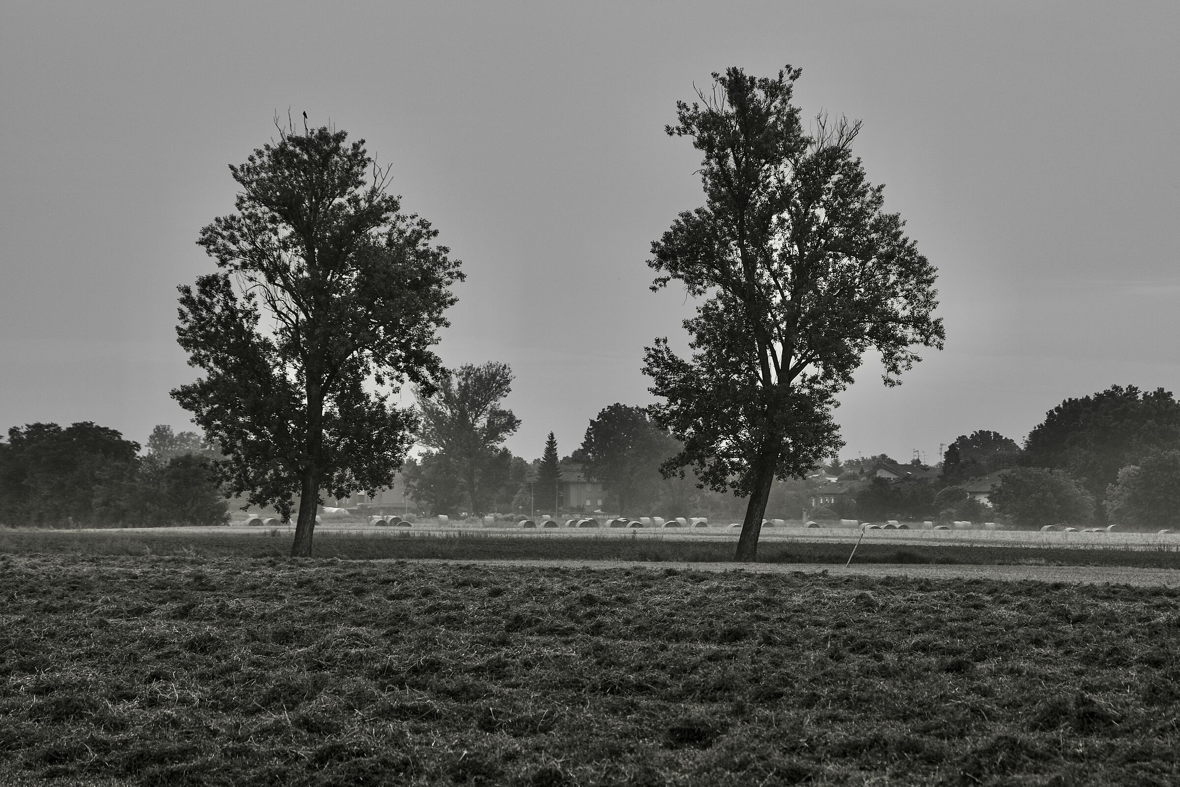 Prove mattutine kiii mono