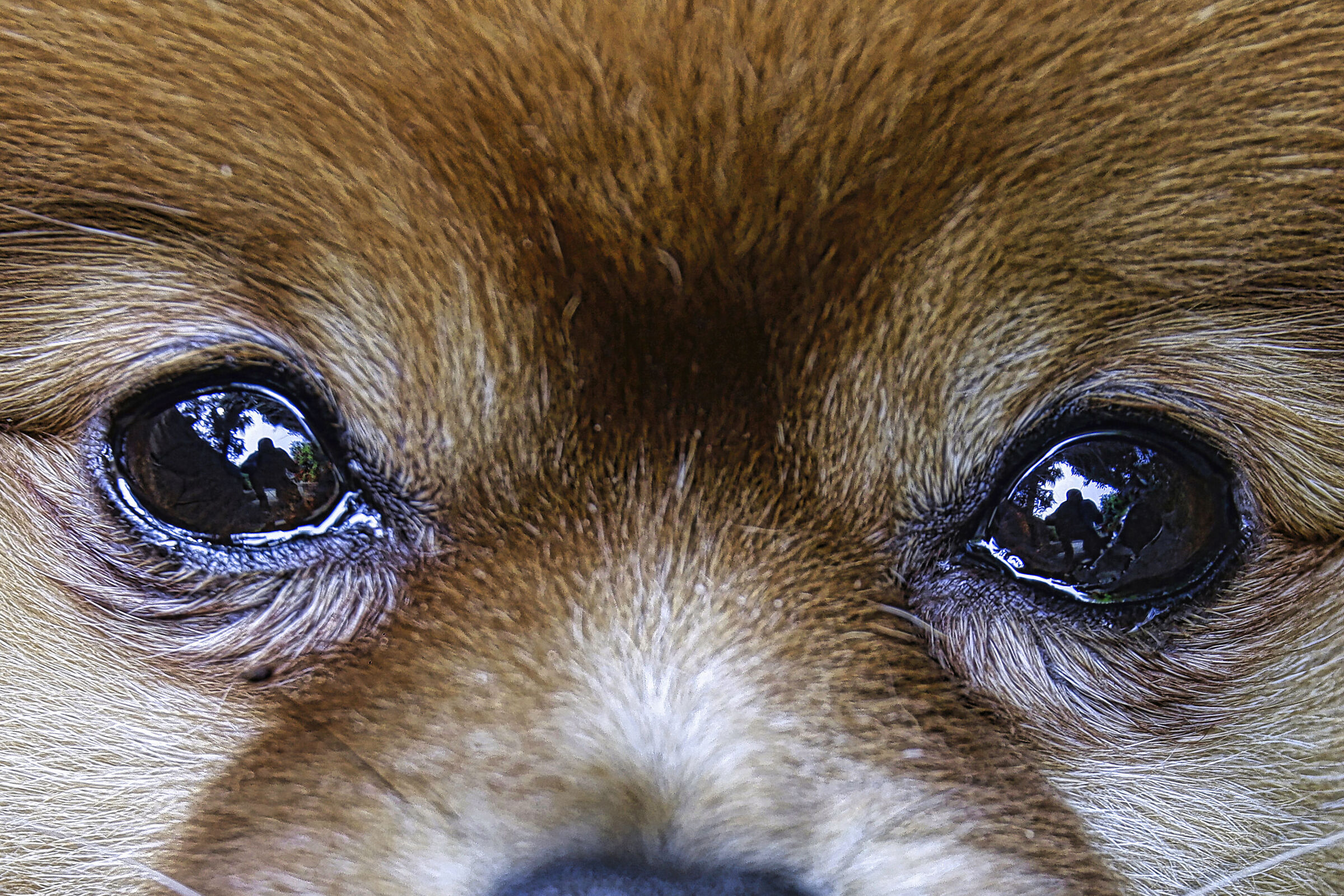 Canon rp sigma 24 105 art