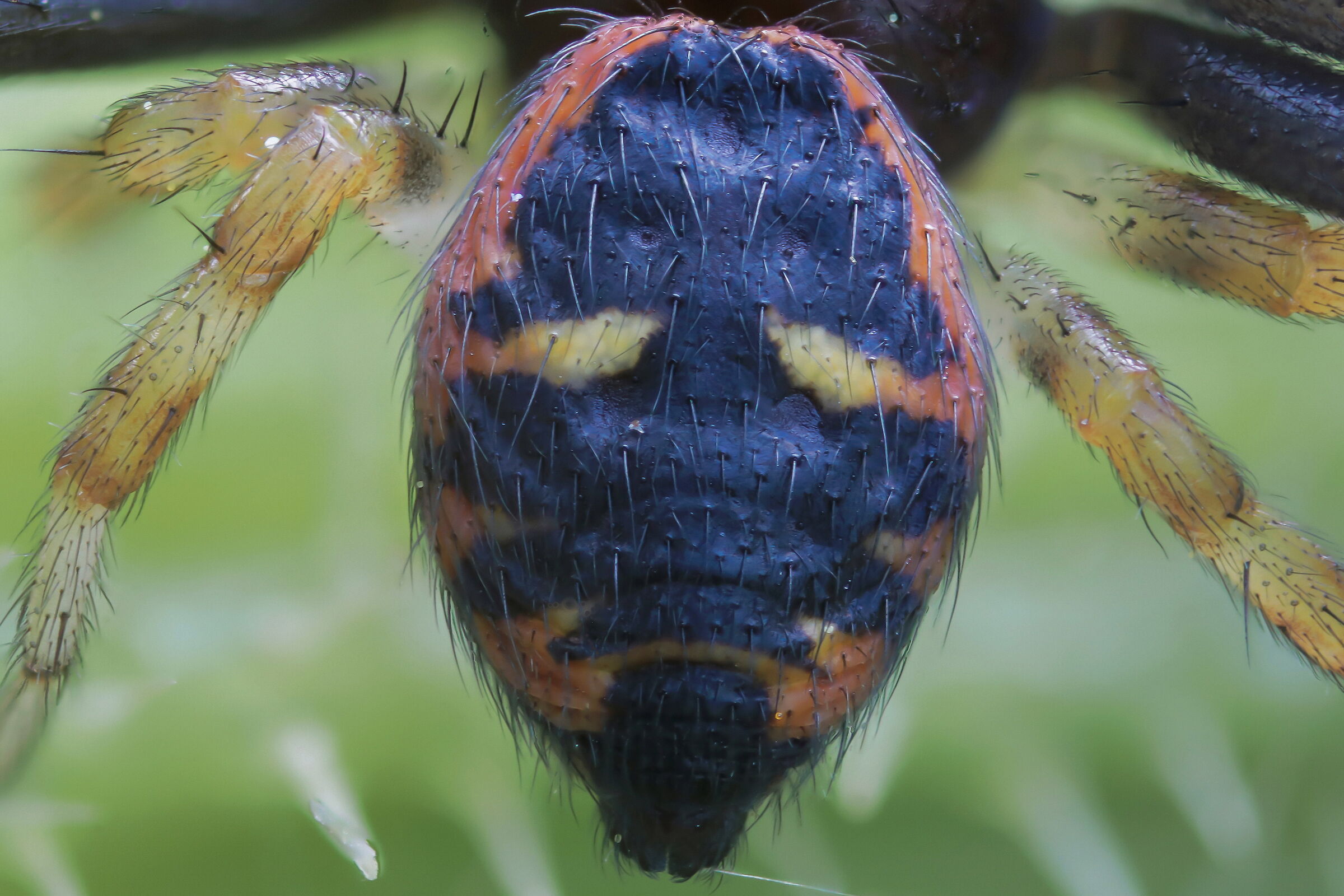 Synema globosum (Napoleon spider)