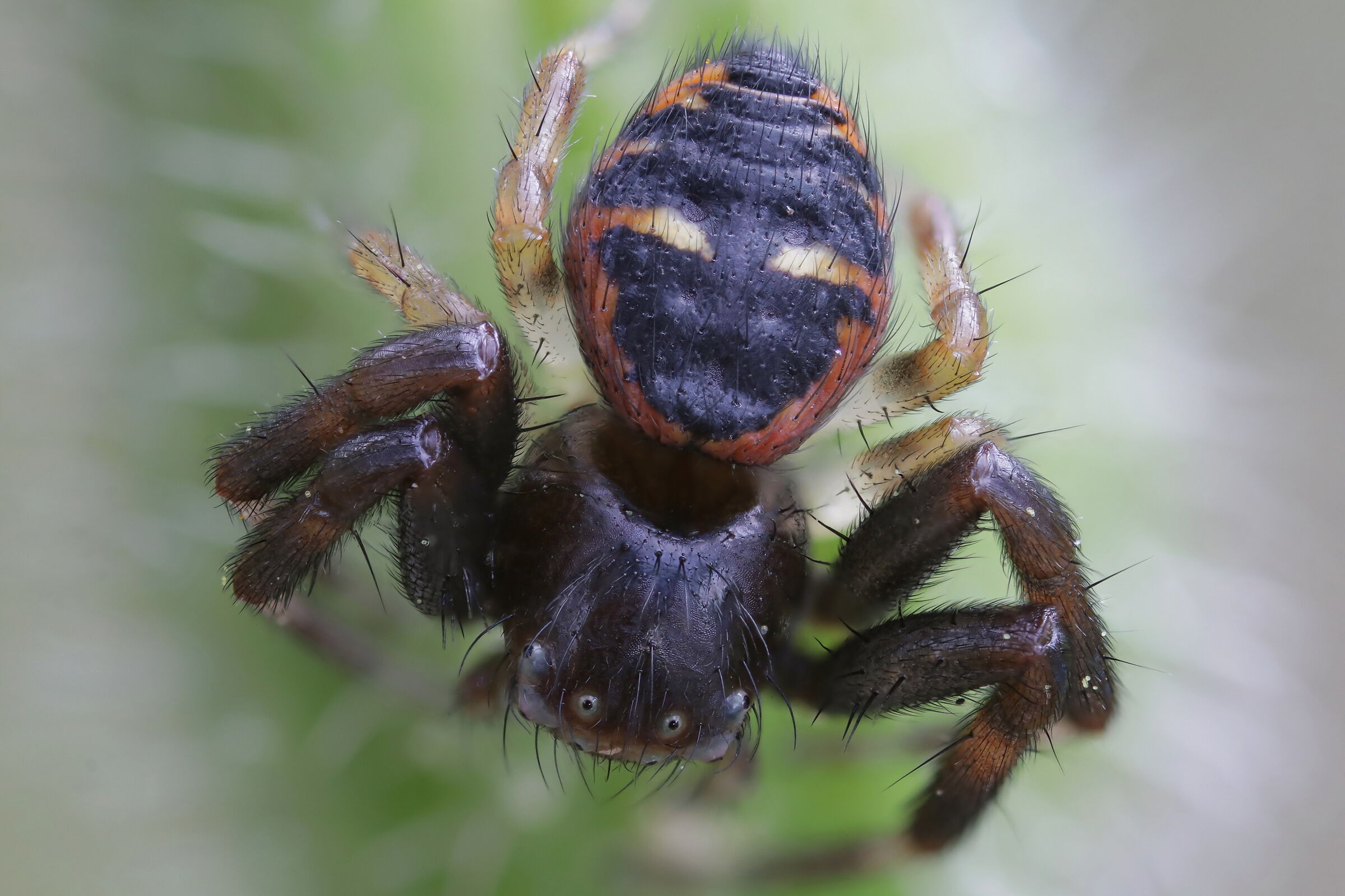 Synema globosum (Napoleon spider)
