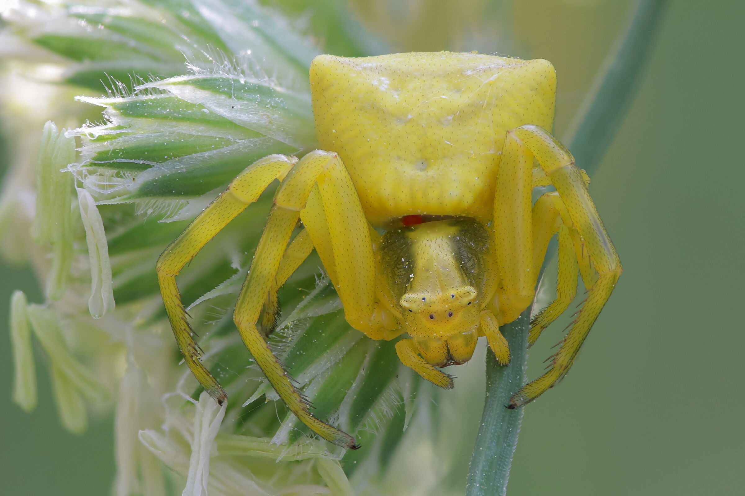 Thomisus onustus (with abusive tenant)