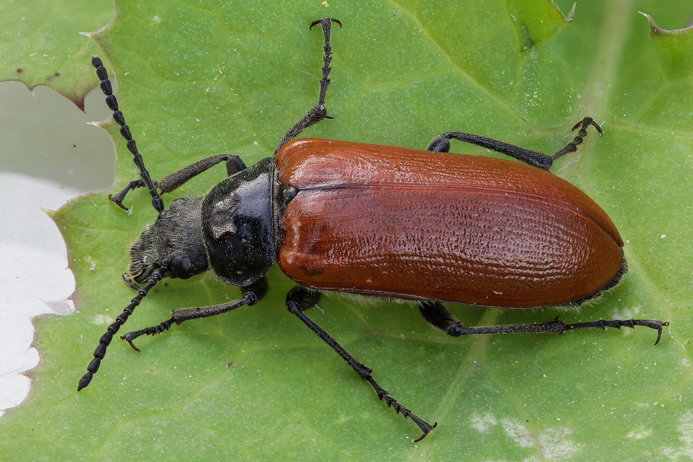 Omophlus sp.