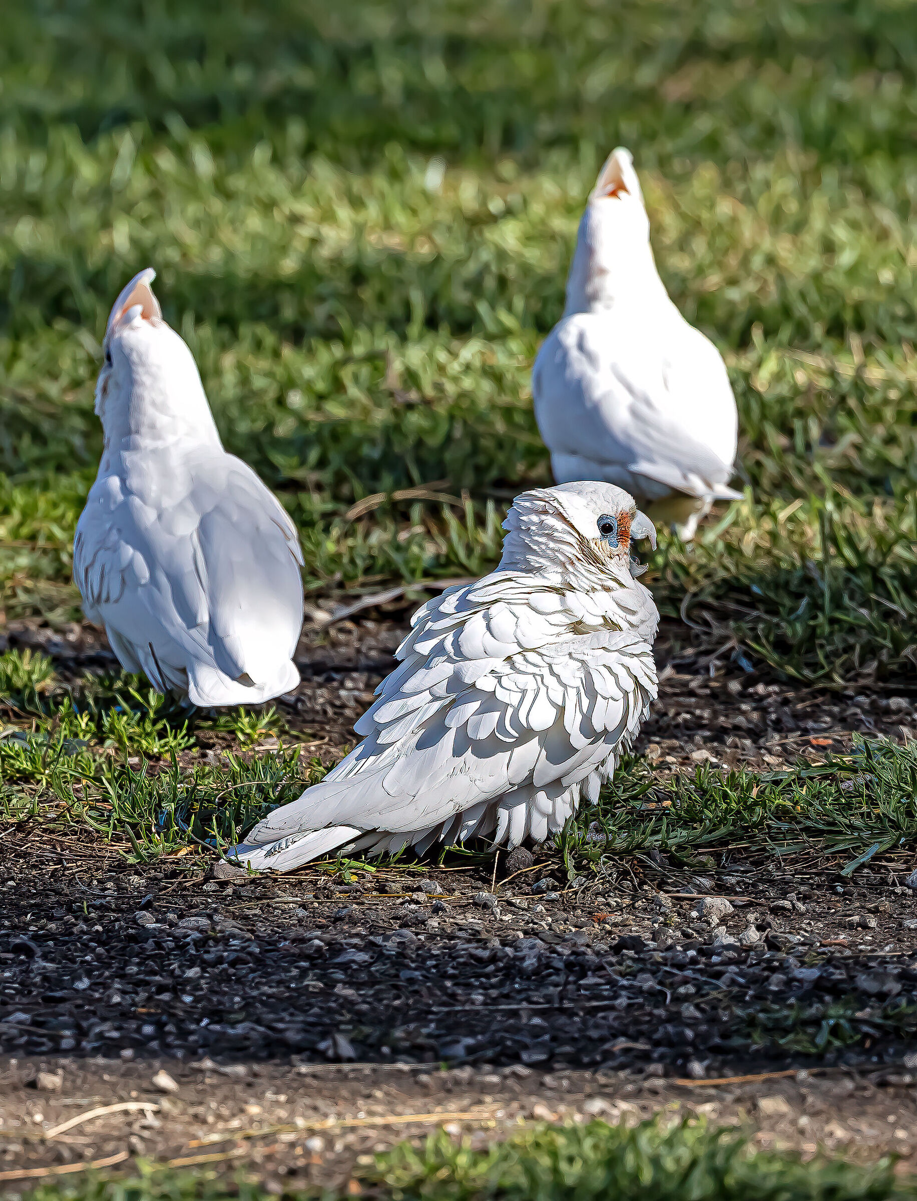 Pappagalli Cacatua