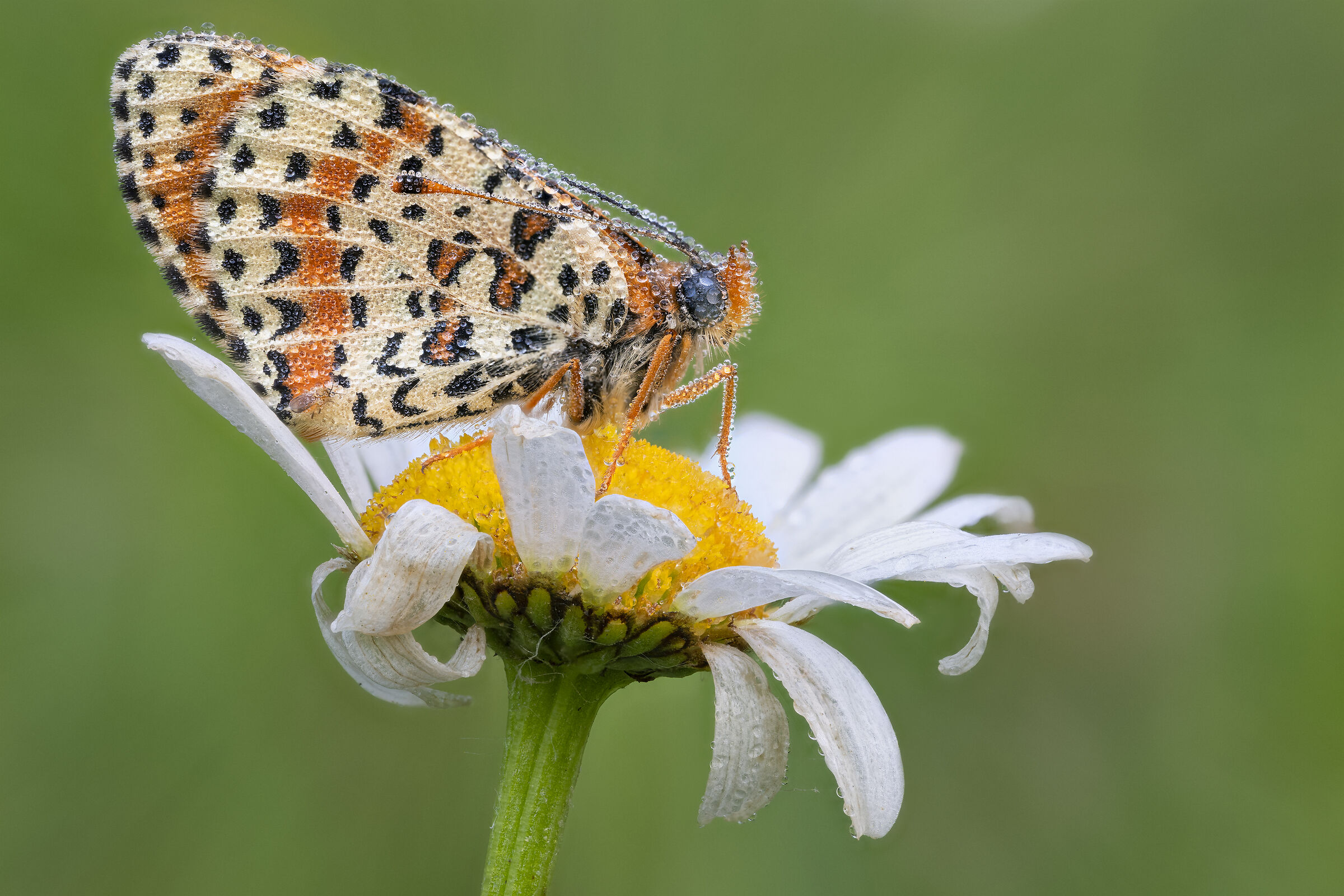 Melitaea didyma