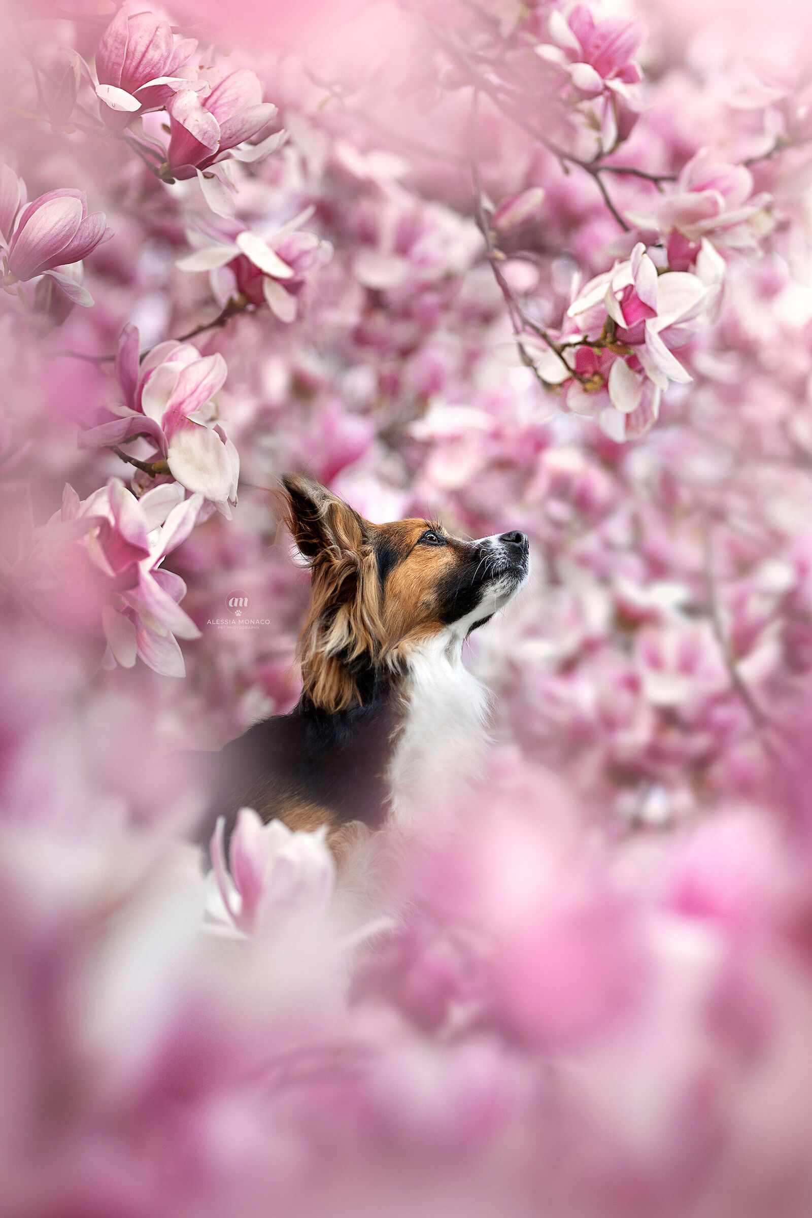 Magnolia